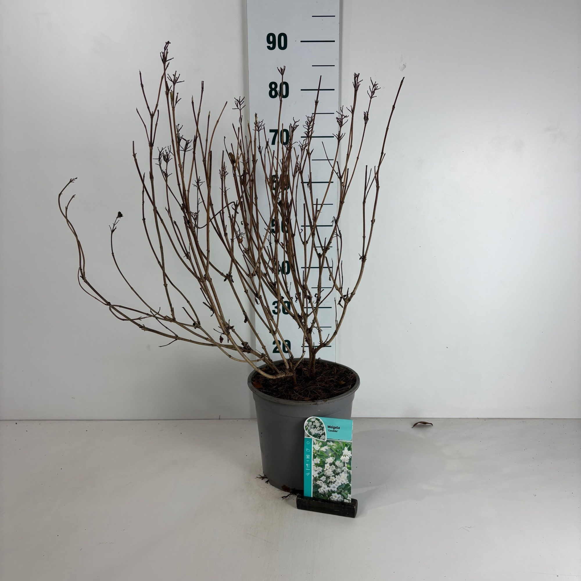 Weigela Candida, D 24