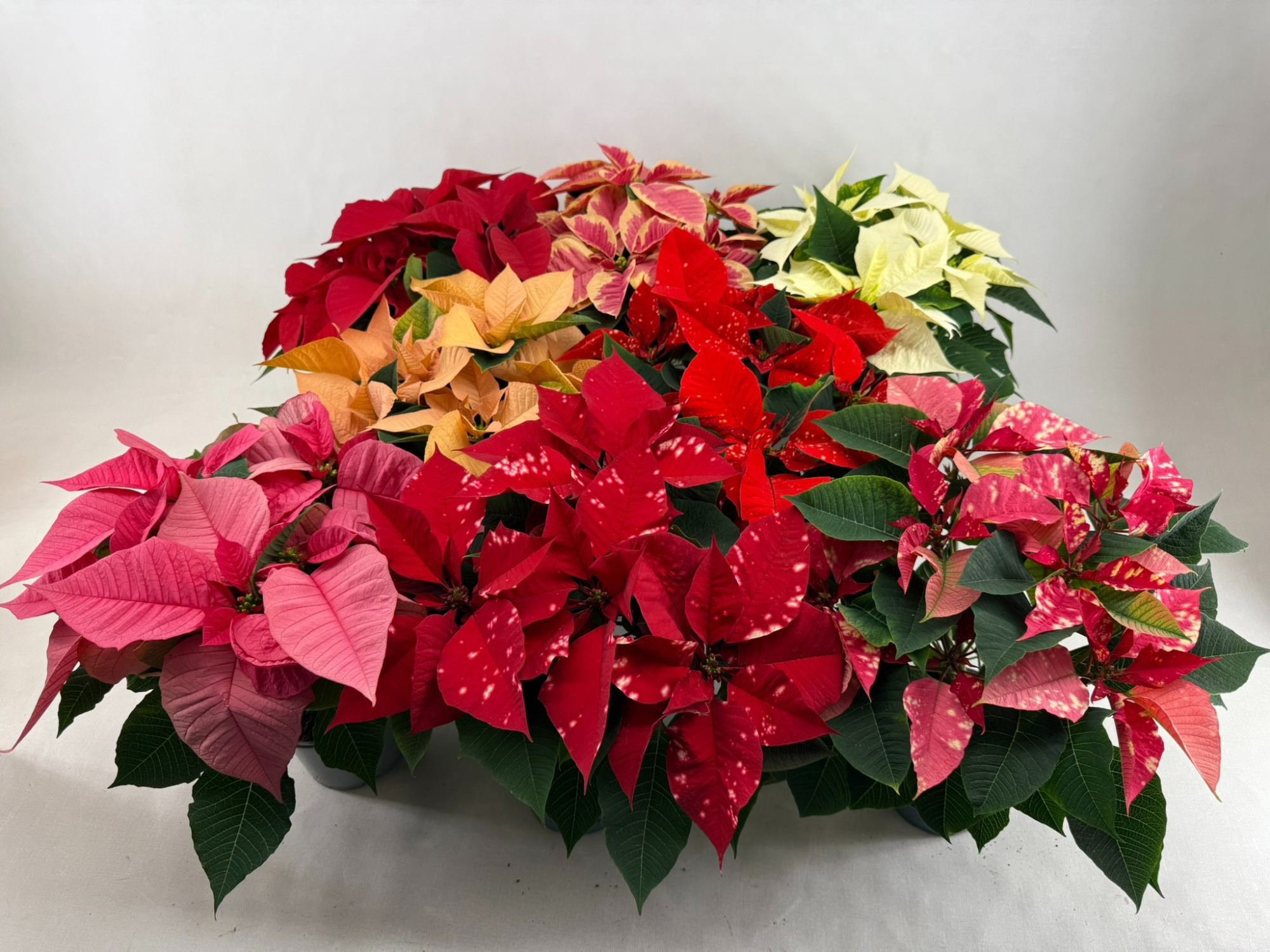 Poin Euphorbia Pulcherrima 13 cm mixdoos minimaal 3 kleuren, D 13 cm