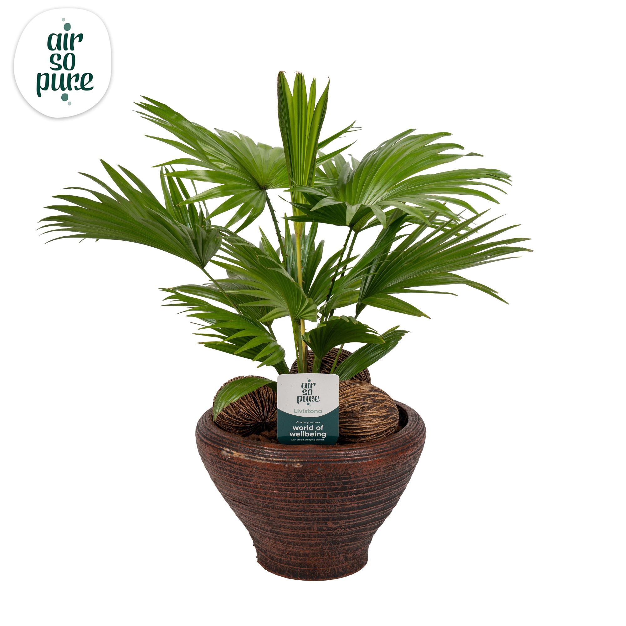 Livistona nr 6 hoedje brown Air So Pure asp, D 26 cm