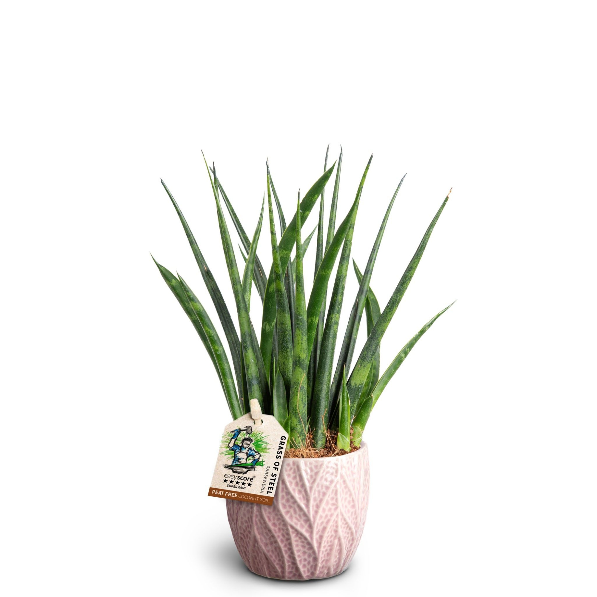 Leaf Rosa, Sansevieria ´Fernwood´, D 7