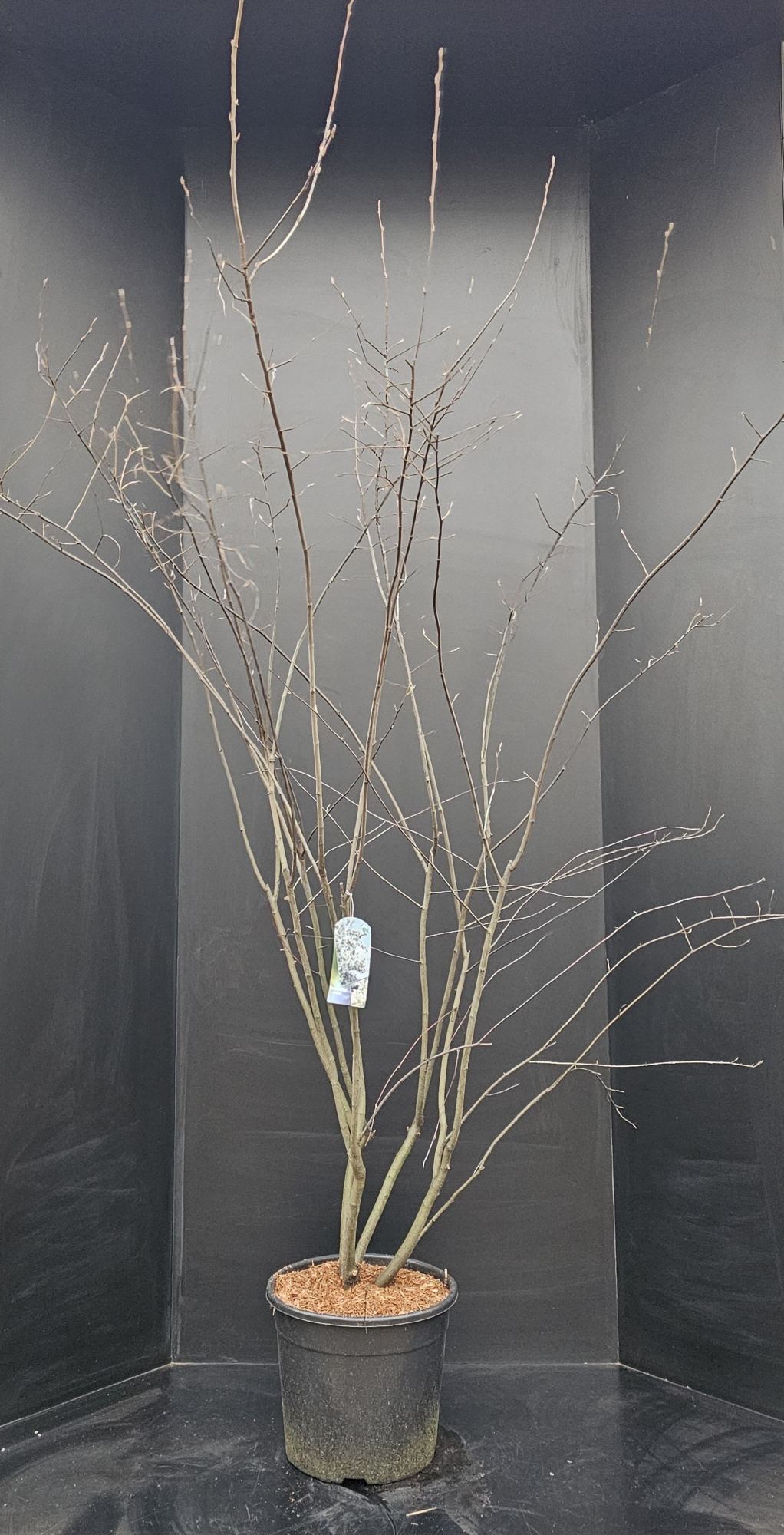 Amelanchier lamarckii, D 34