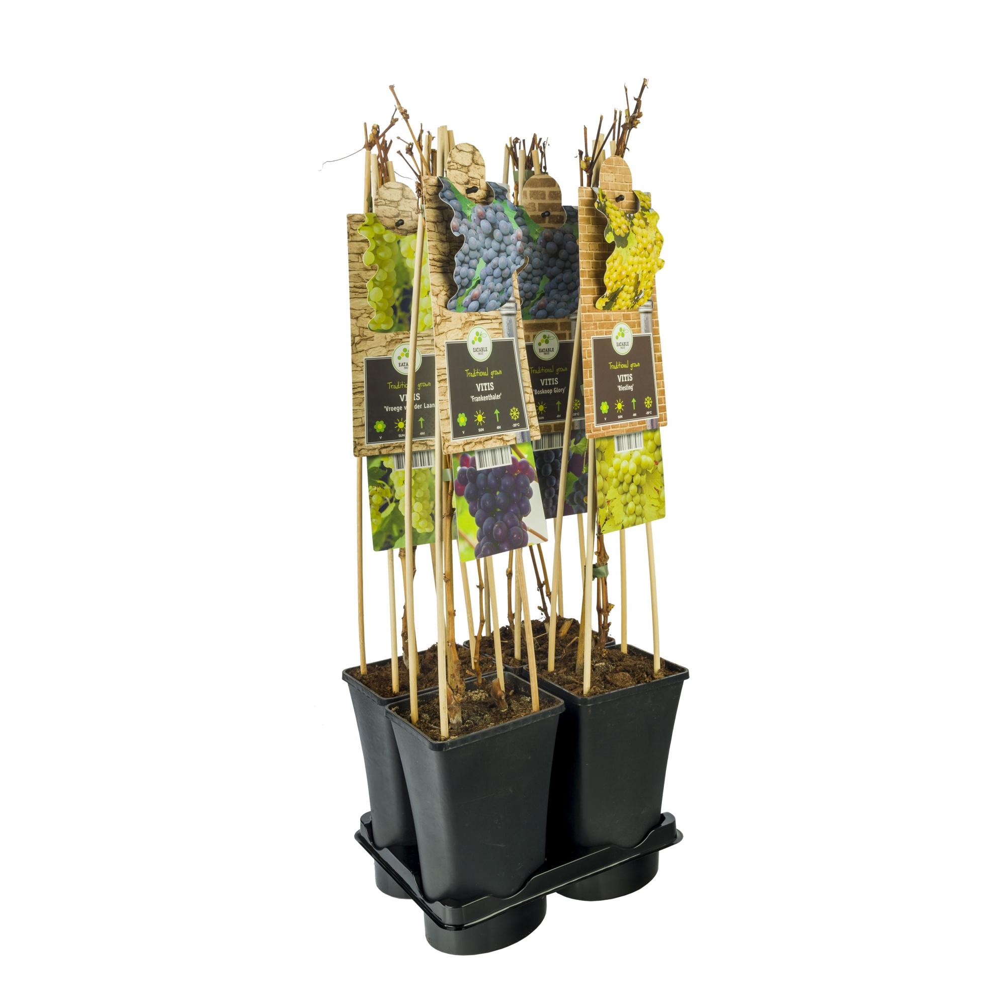 Mixtray Fruit +3.0 label, D 17 cm