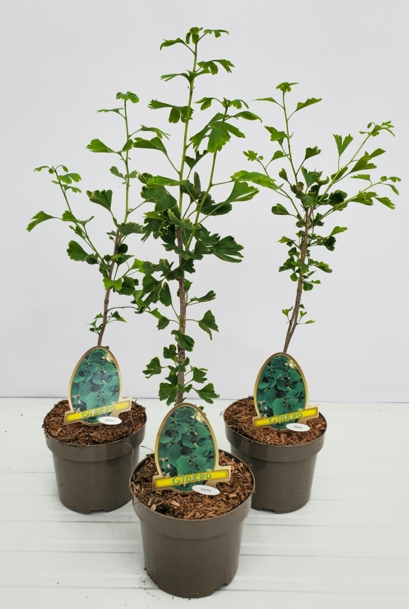 Ginkgo Biloba, D 20 cm