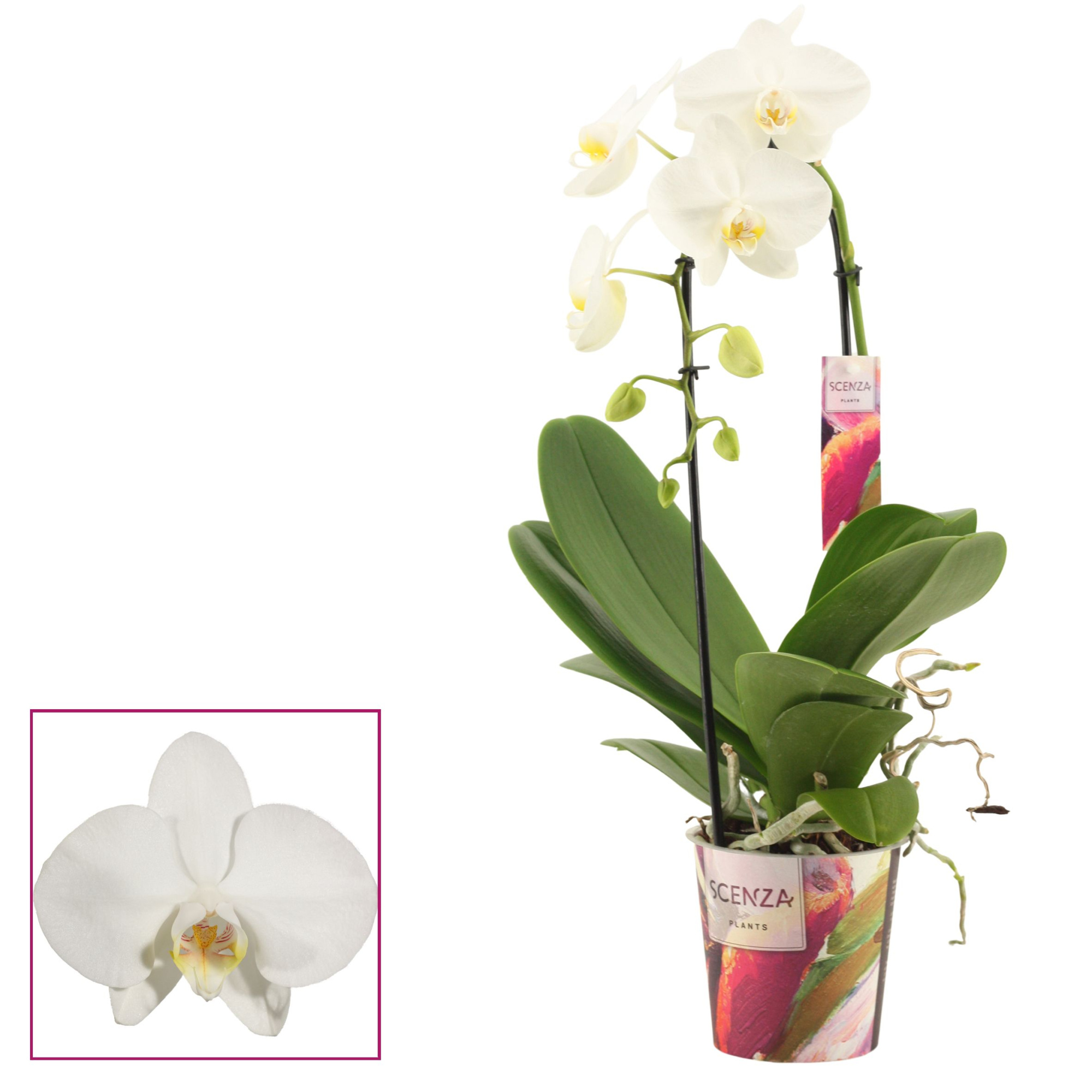 Phalaenopsis cascade 1 tak wit (Scenza), D 12 cm