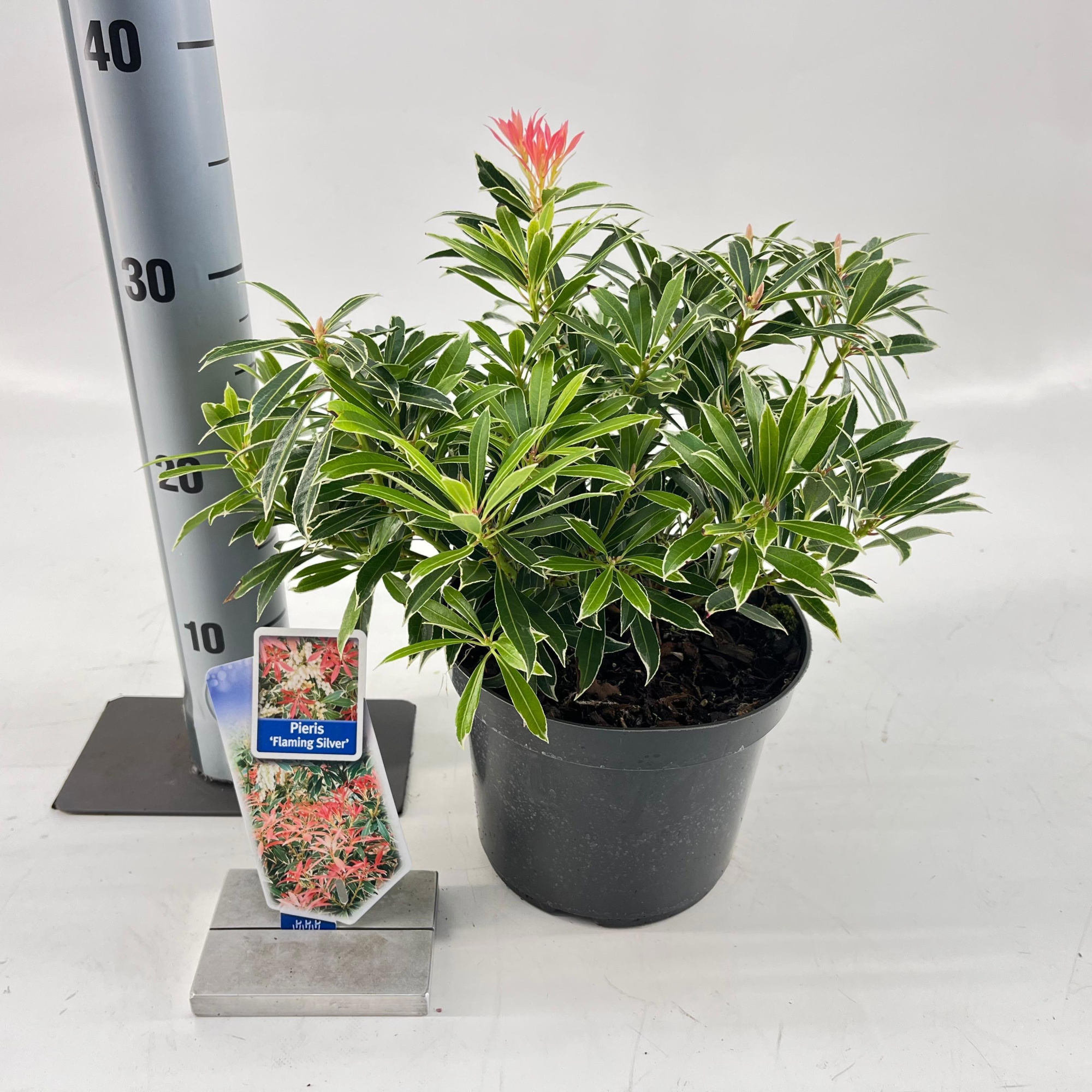 Pieris 'Flaming Silver', D 19 cm