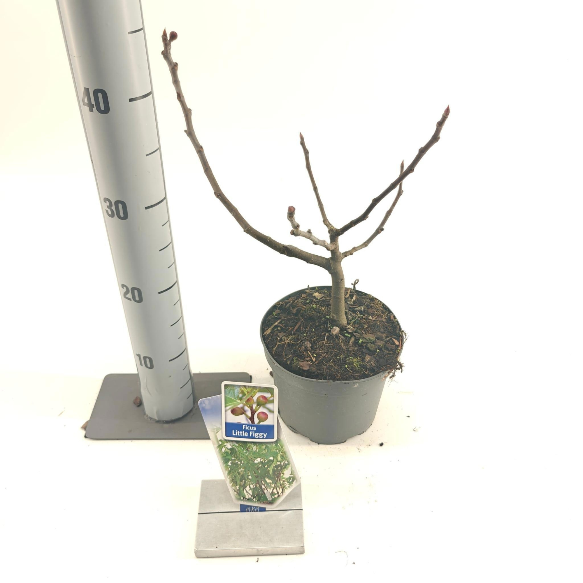 Ficus carica Little Miss Figgy ('LMF01'PBR), D 17