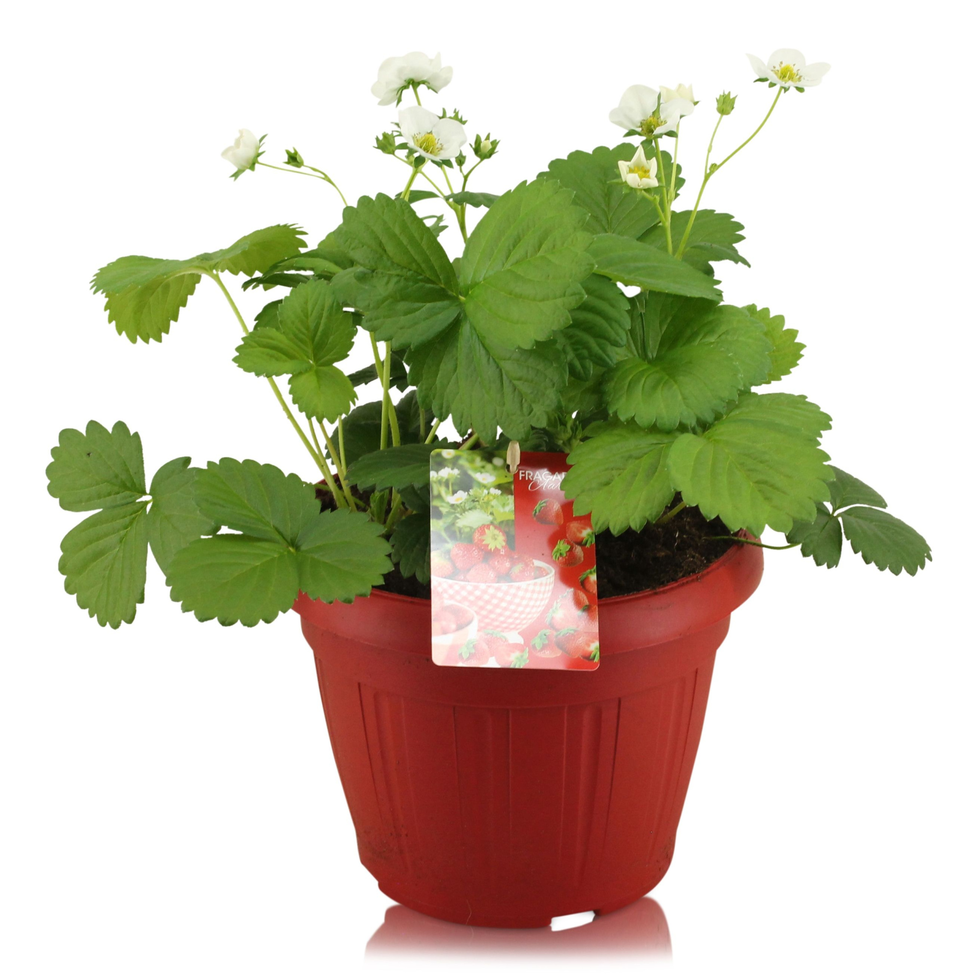 Fragaria Beltran in rode Patiopot, D 22