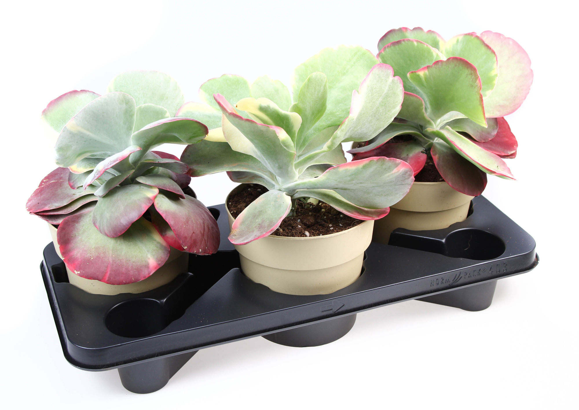 Kalanchoe Thyrsiflora red lips, D 17 cm