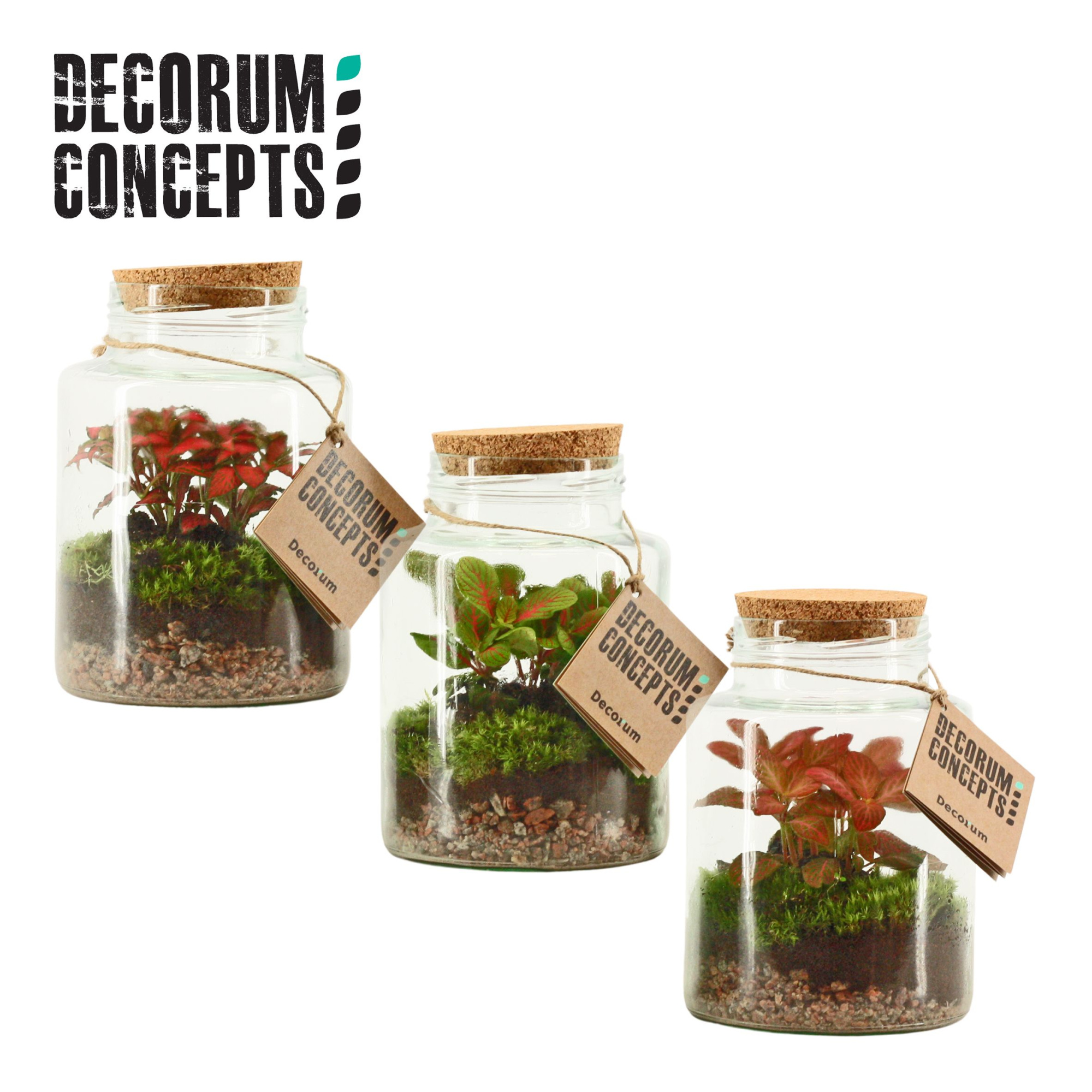 Terrarium Neptunus (Decorum concepts), D 16 cm