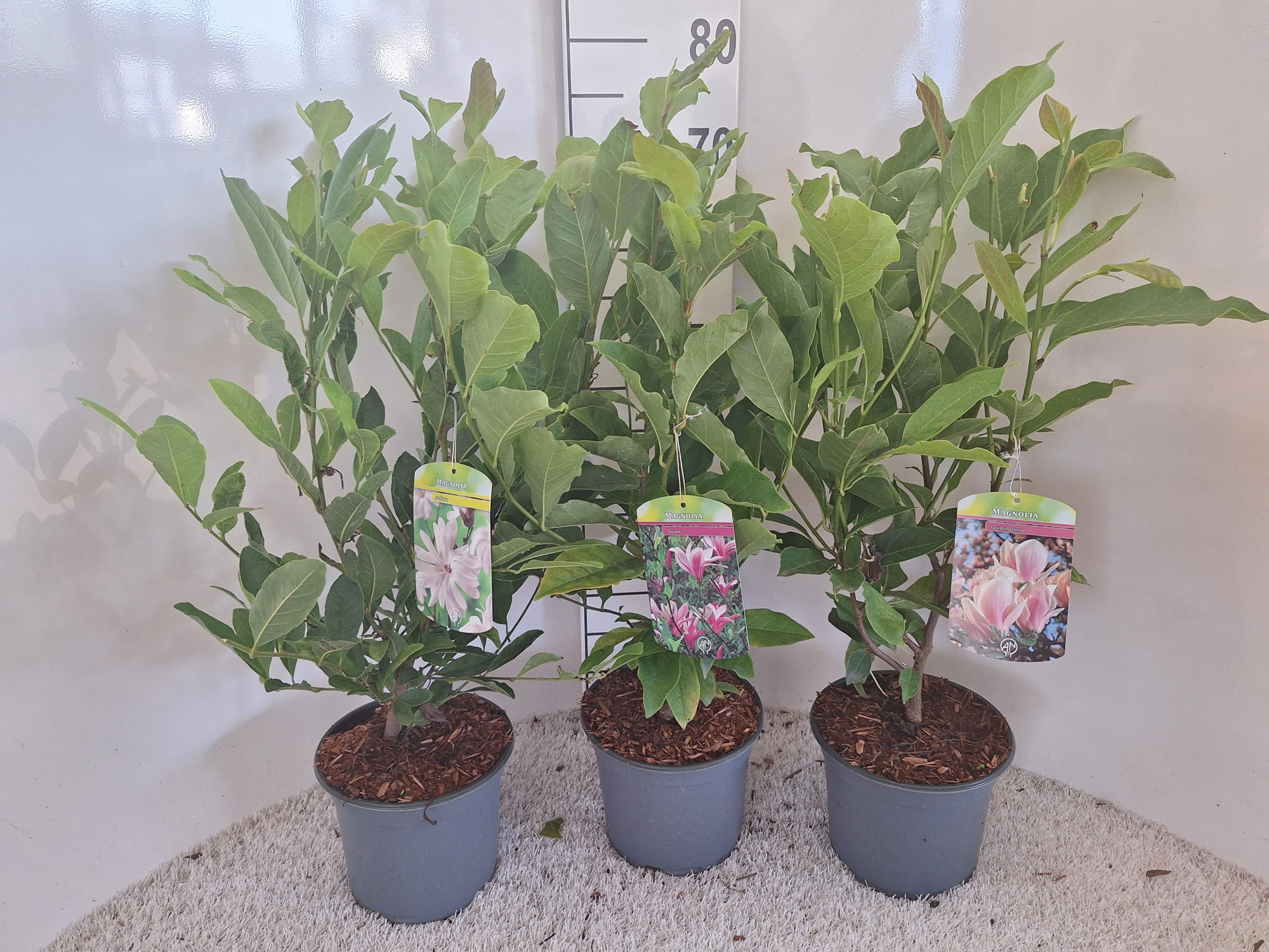 Magnolia mix, D 19 cm