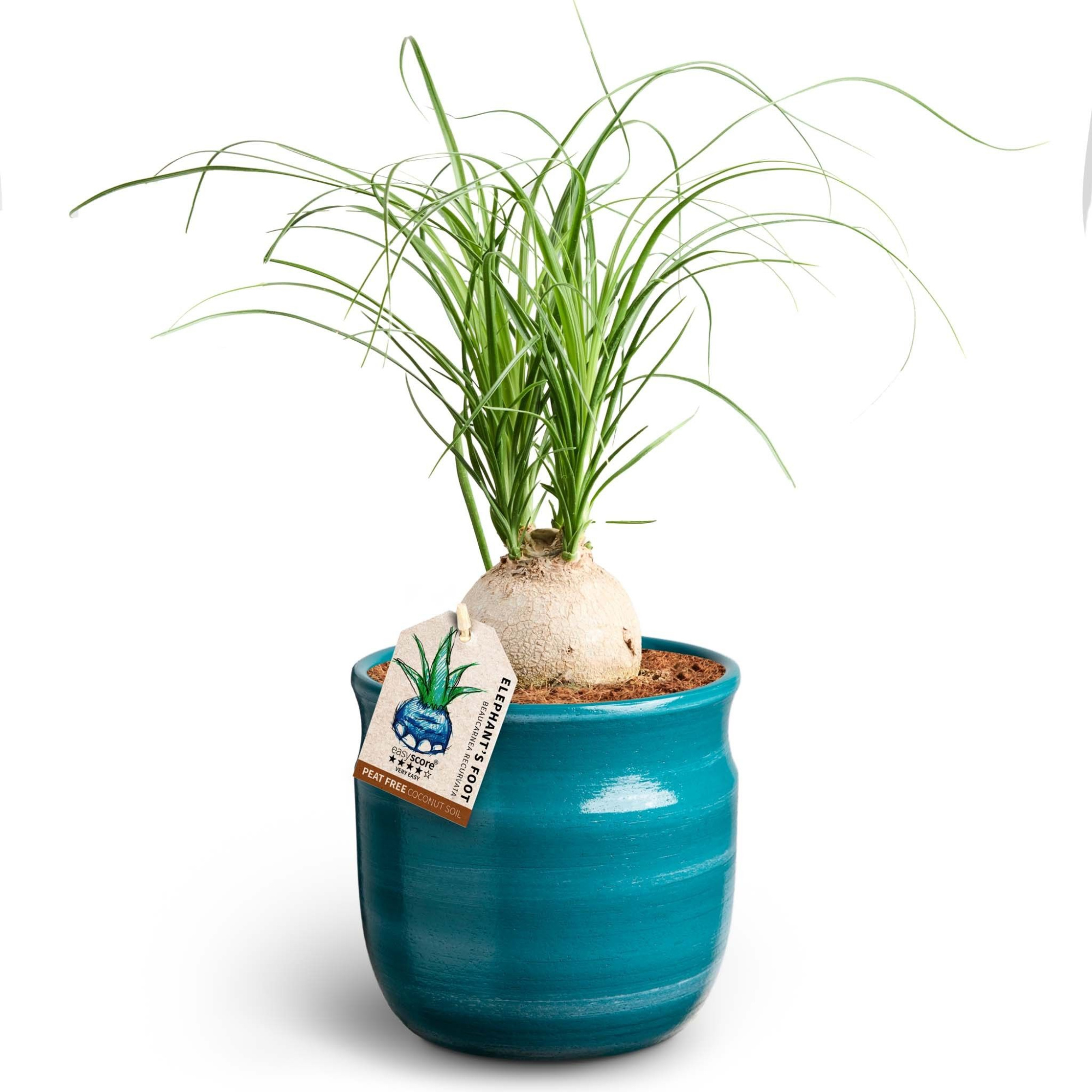 Maceta Teal, Beaucarnea Nolina, D 12 cm