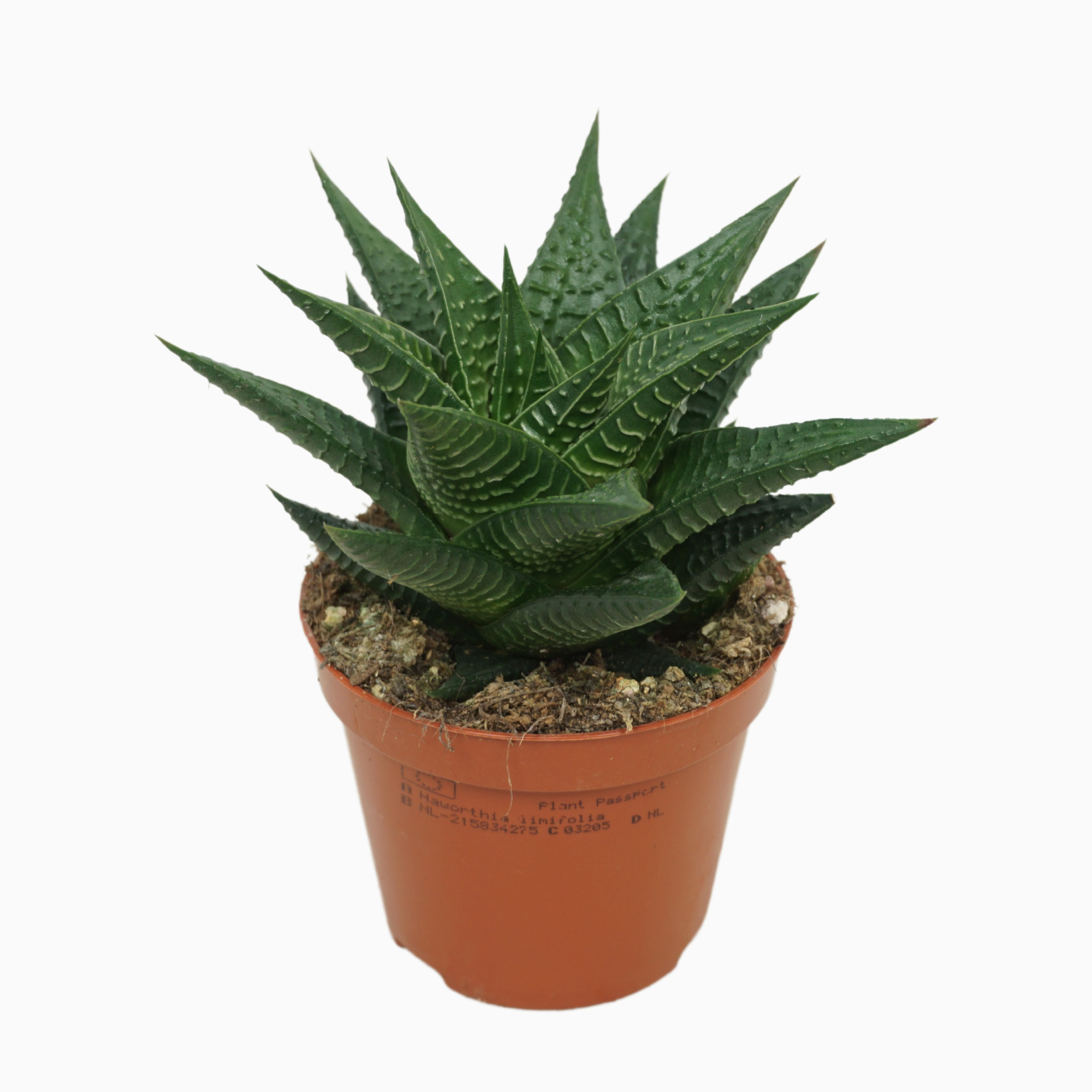Haworthia limifolia 8,5 cm, D 8,5