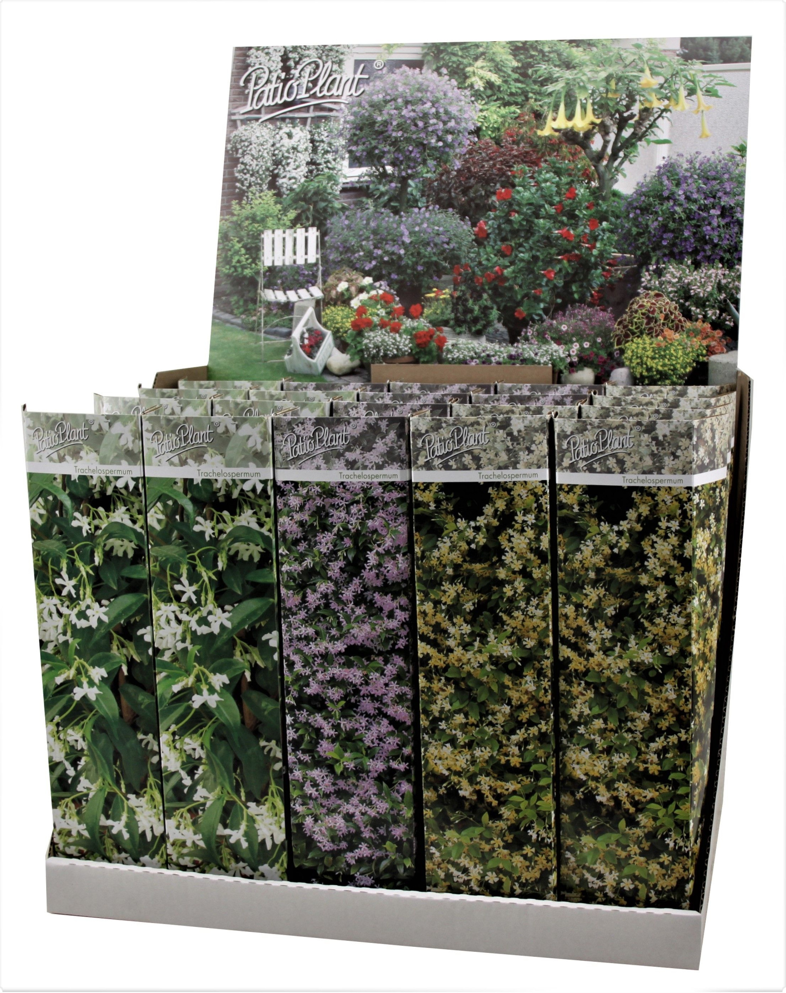 Trachelospermum mix, D 9 cm