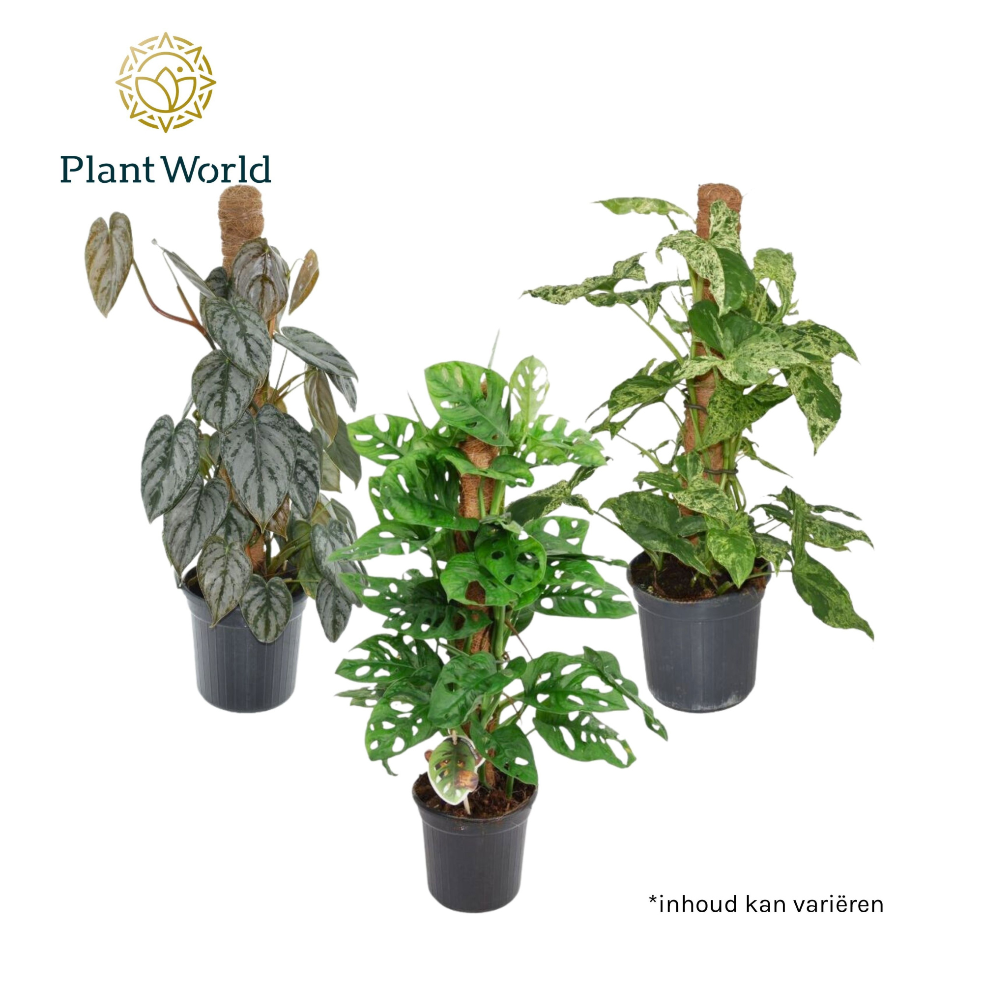 Mosstok Mix, D 16 cm