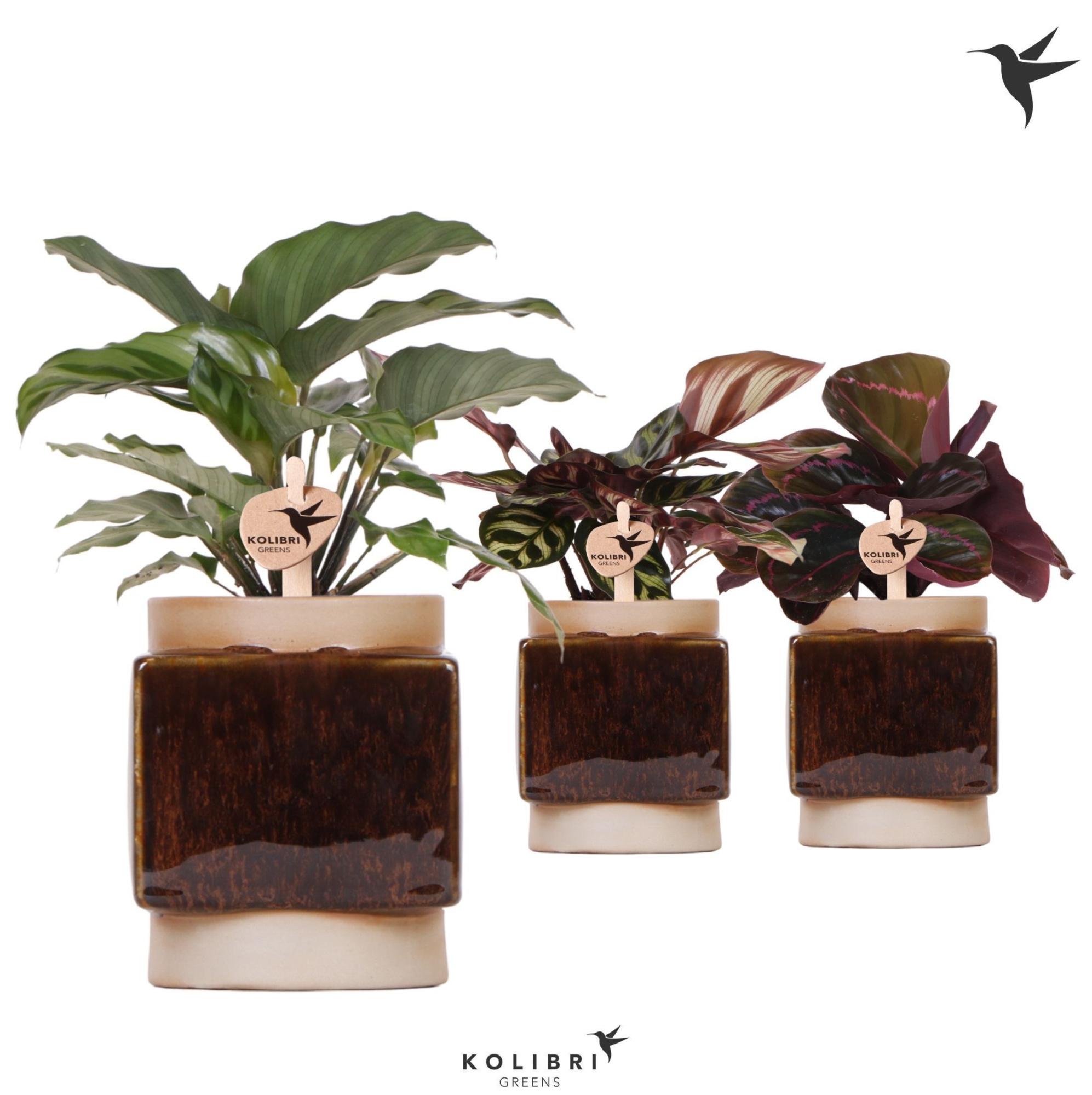 Kolibri Greens Calathea mix in Classy Cube pot, D 9 cm
