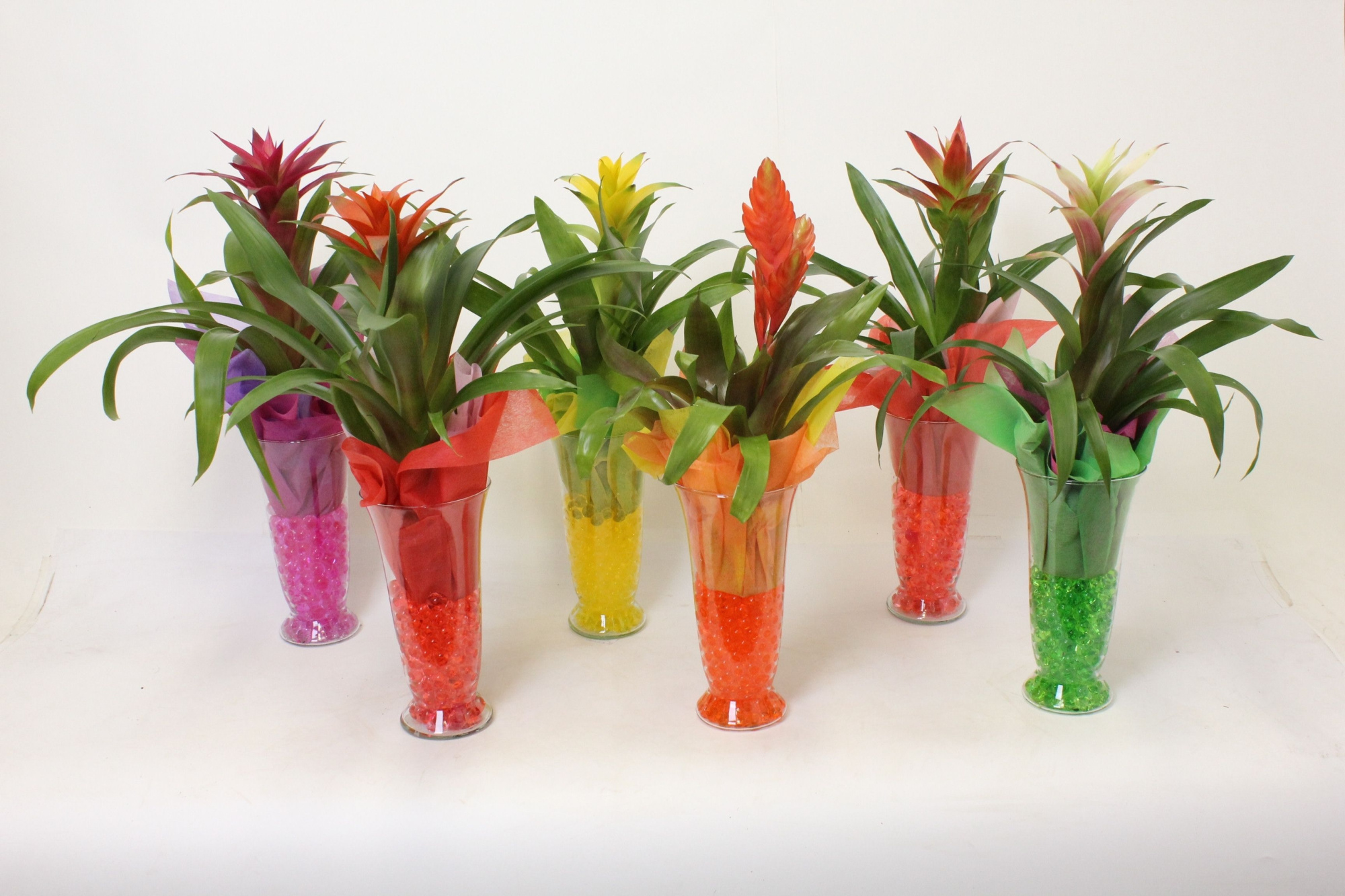 Bromelia in Glas Marin, D 14 cm