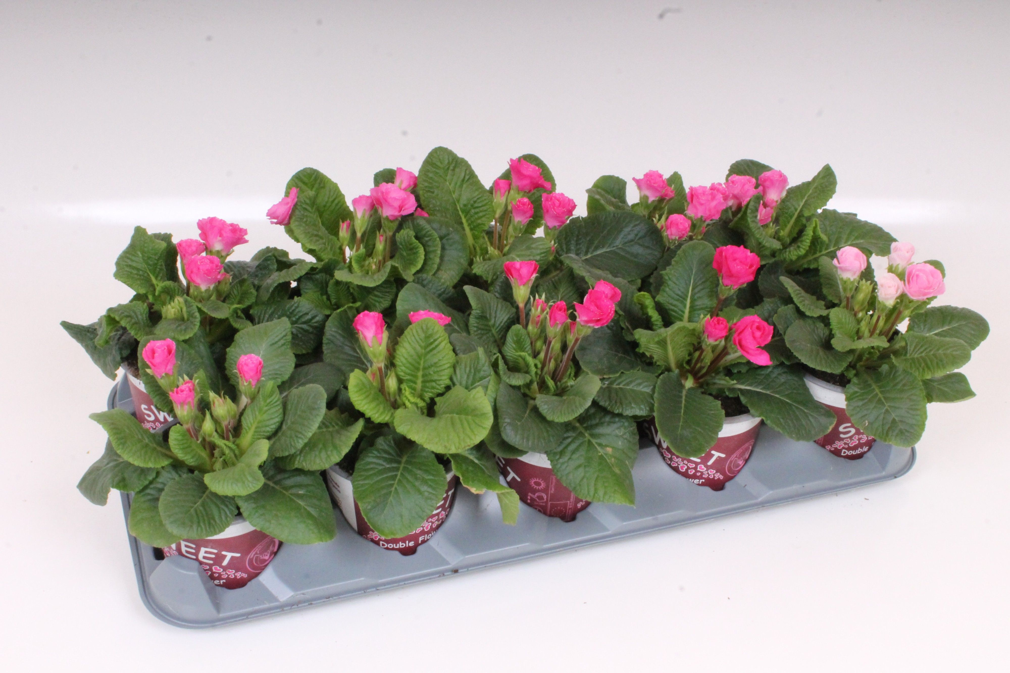 Primula Sweet Specials - Rosebud Rose Shades | Double Tullip Flowers, D 11