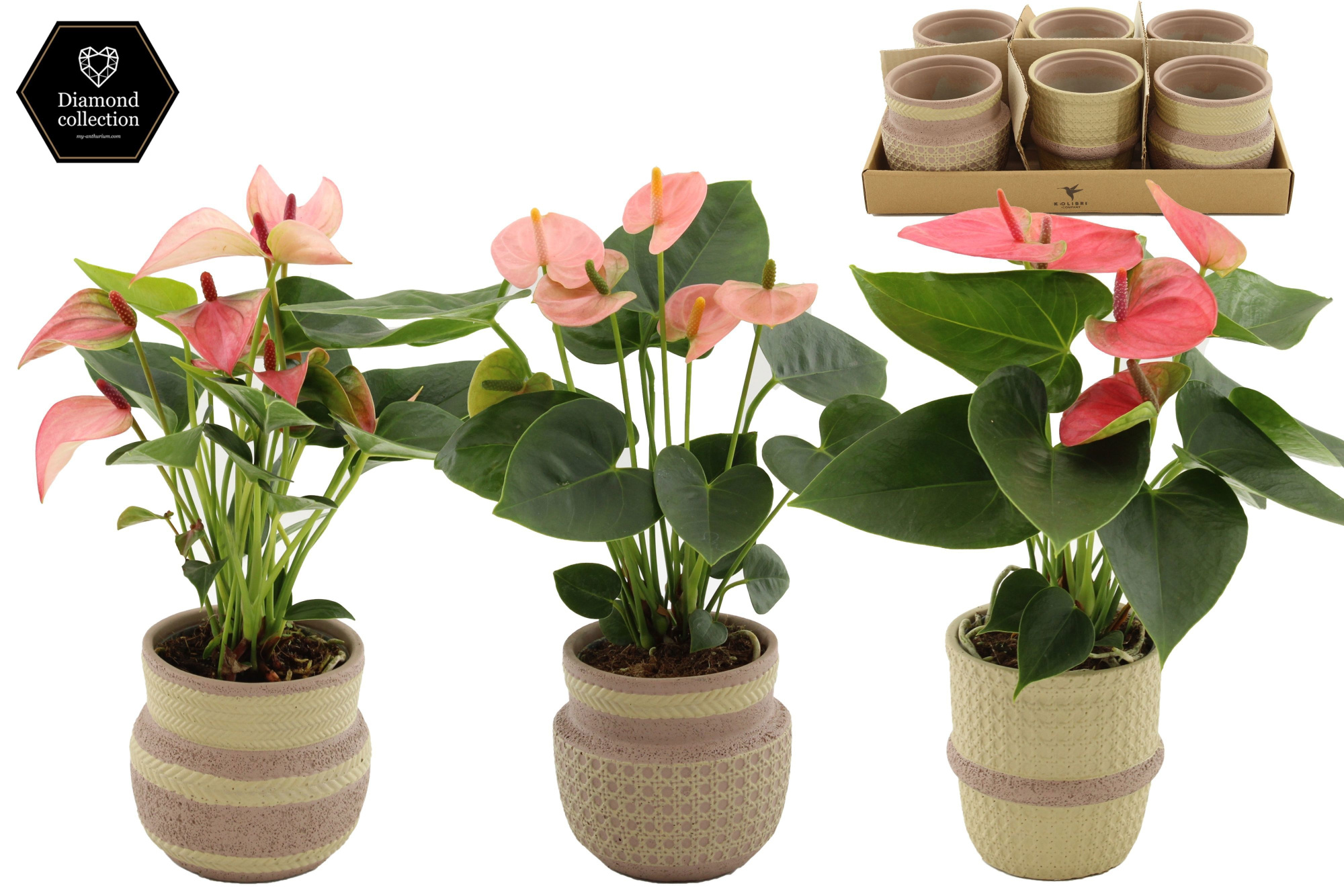 Anthurium 9 cm 3 color mix in Ethnic Khaki ceramics, D 9