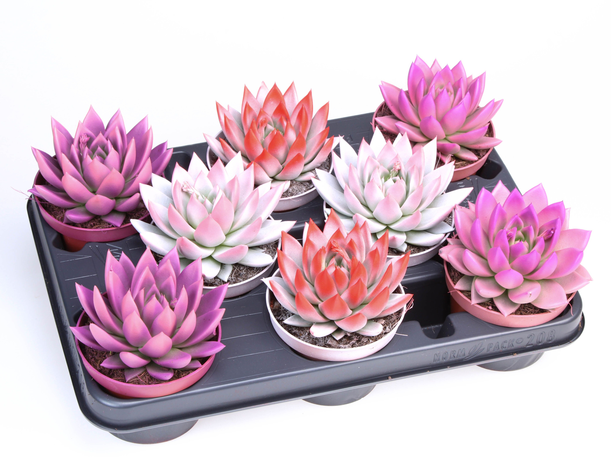 2 Colors love mix, D 10,5 cm