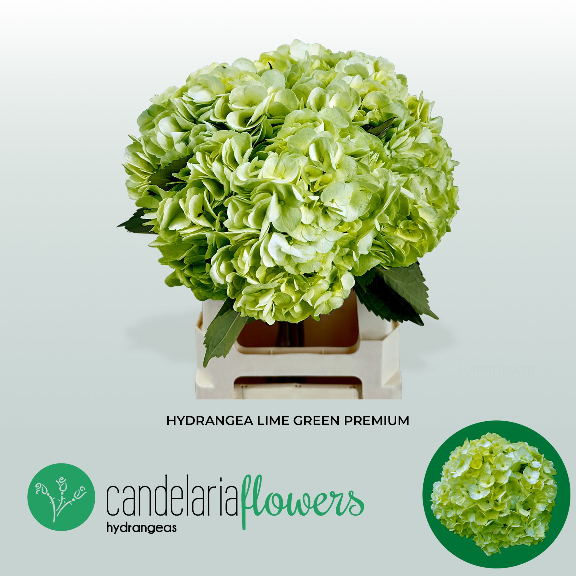 Гортензия Овериг 60, шт.