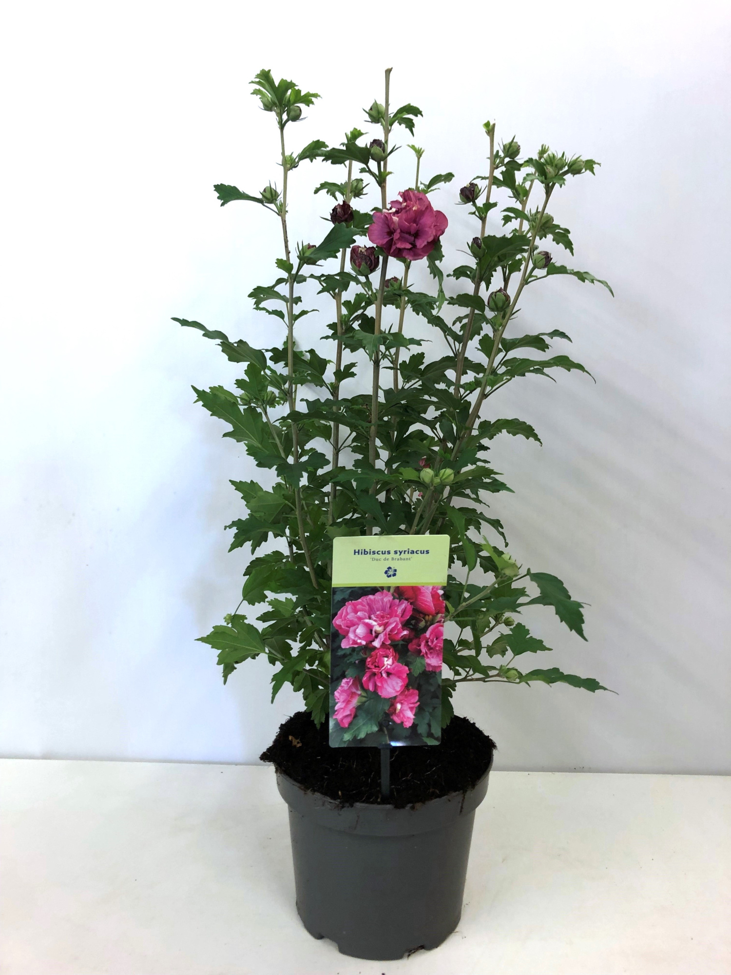 Hibiscus syriacus 'Duc de Brabant' 19 cm, D 19 cm