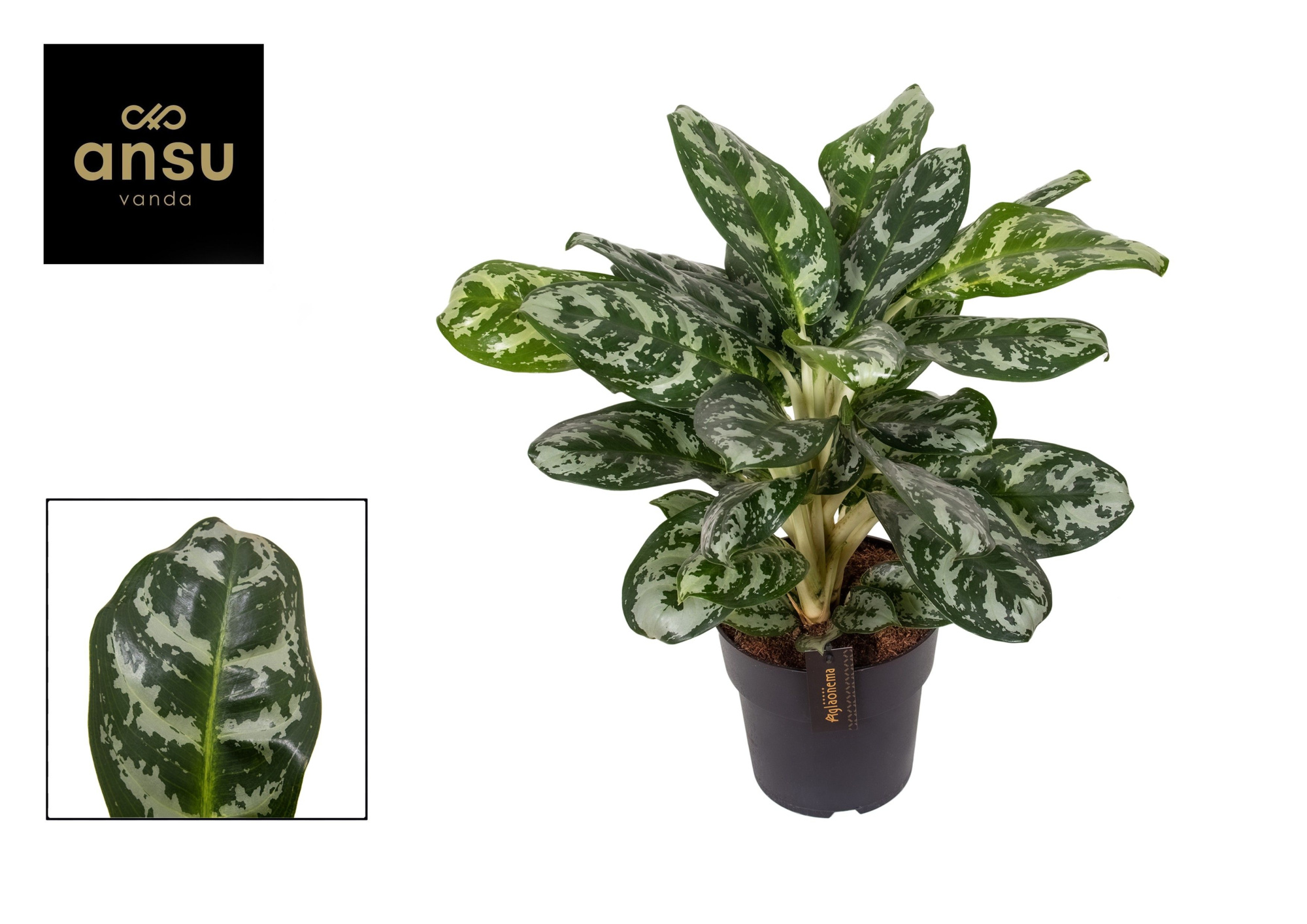 Aglaonema Amazon Silver, D 19 cm