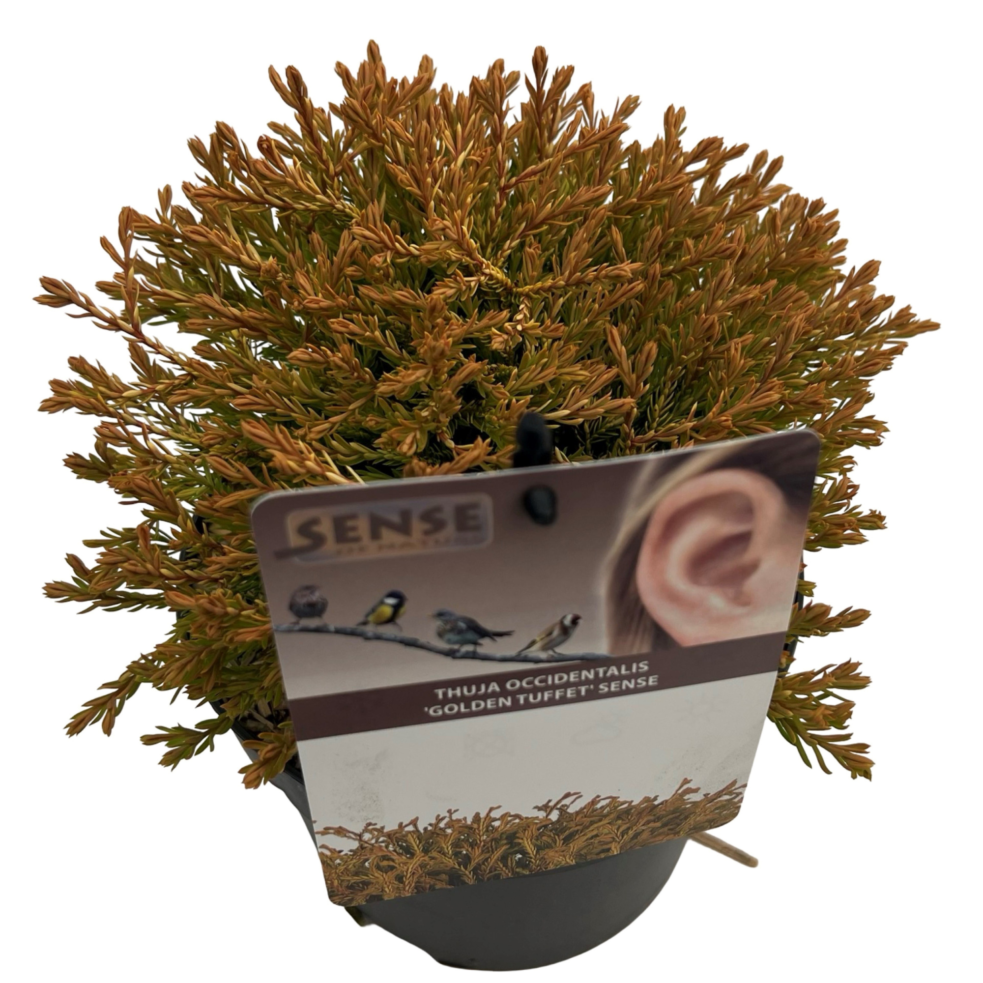 Thuja occ. 'Golden Tuffet' sense, D 17 cm