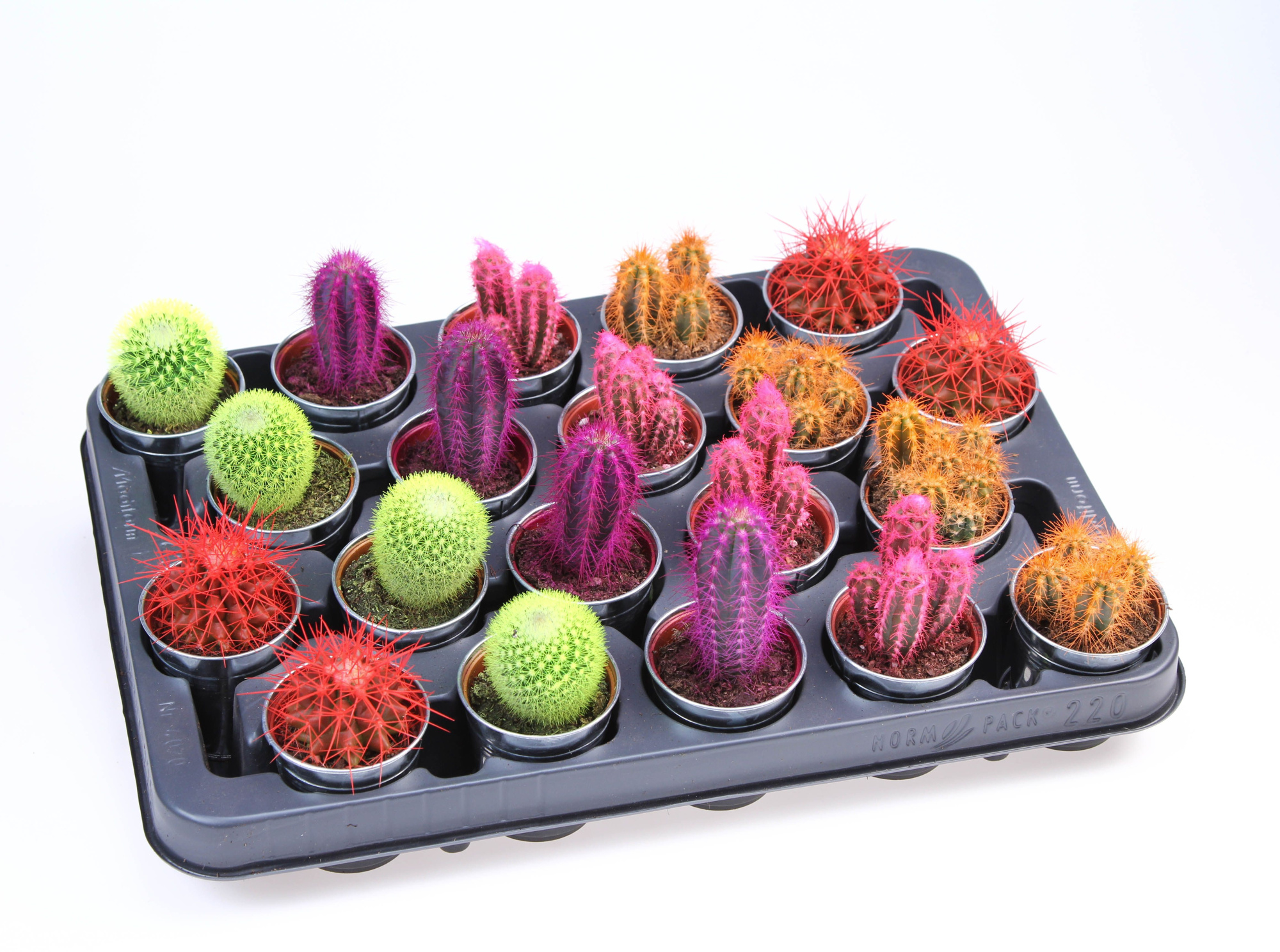 Rainbow cactus in Zinkpot, D 5,5 cm