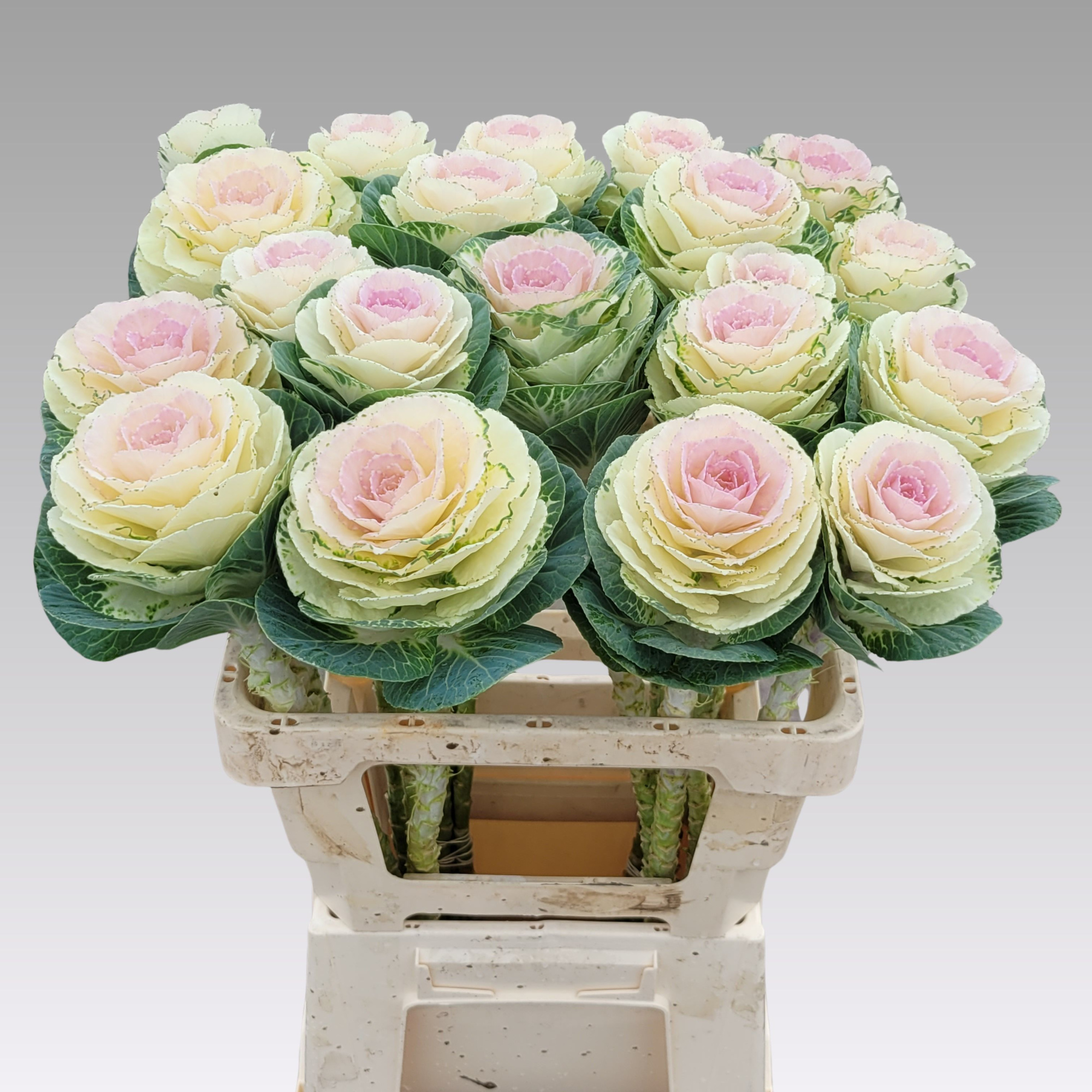 Брассика Вайт Крэйн 60, шт.