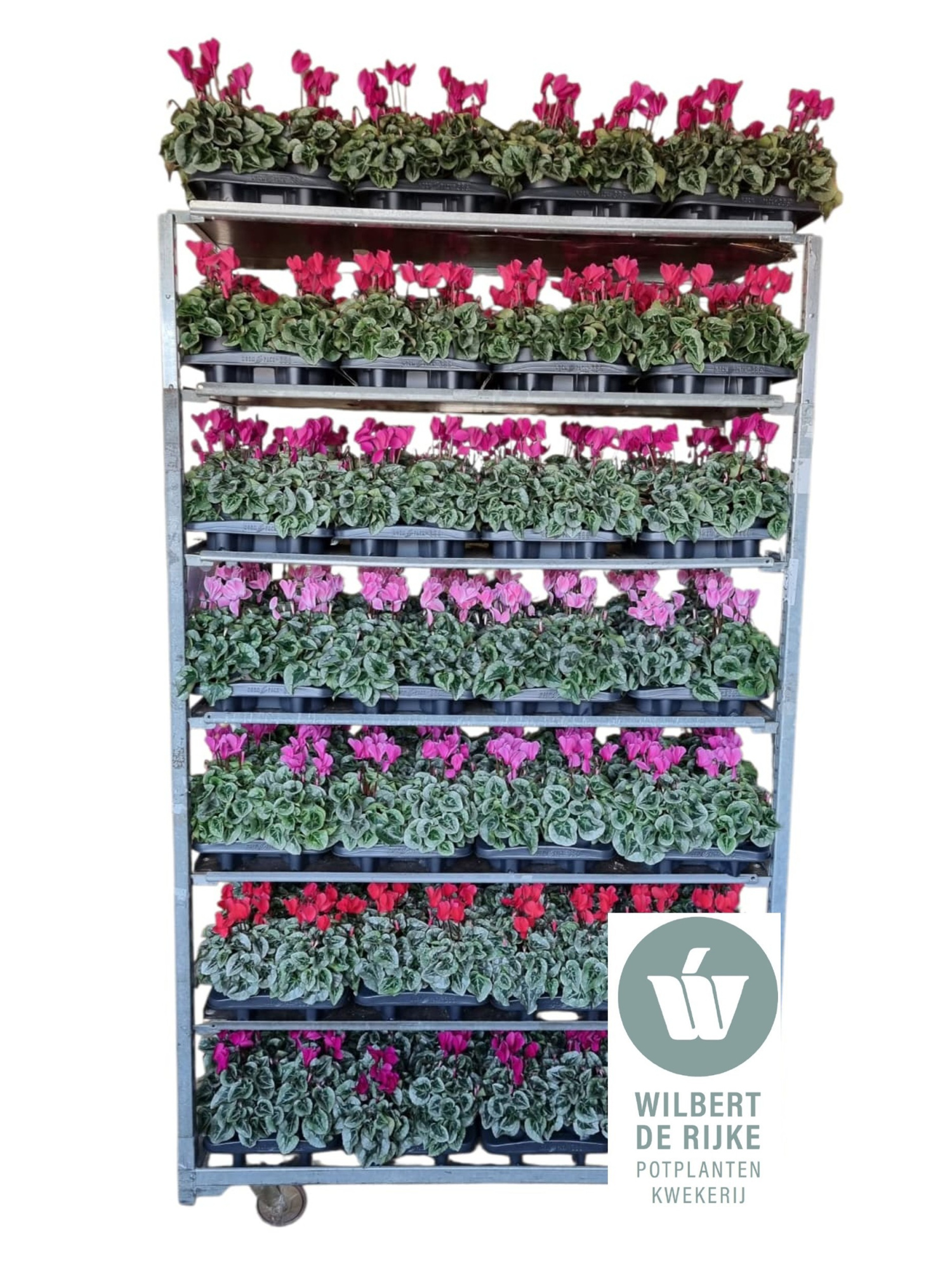 Cyclamen Midi Super Serie Rembrandt Mixkar (Cyclaam), D 12 cm