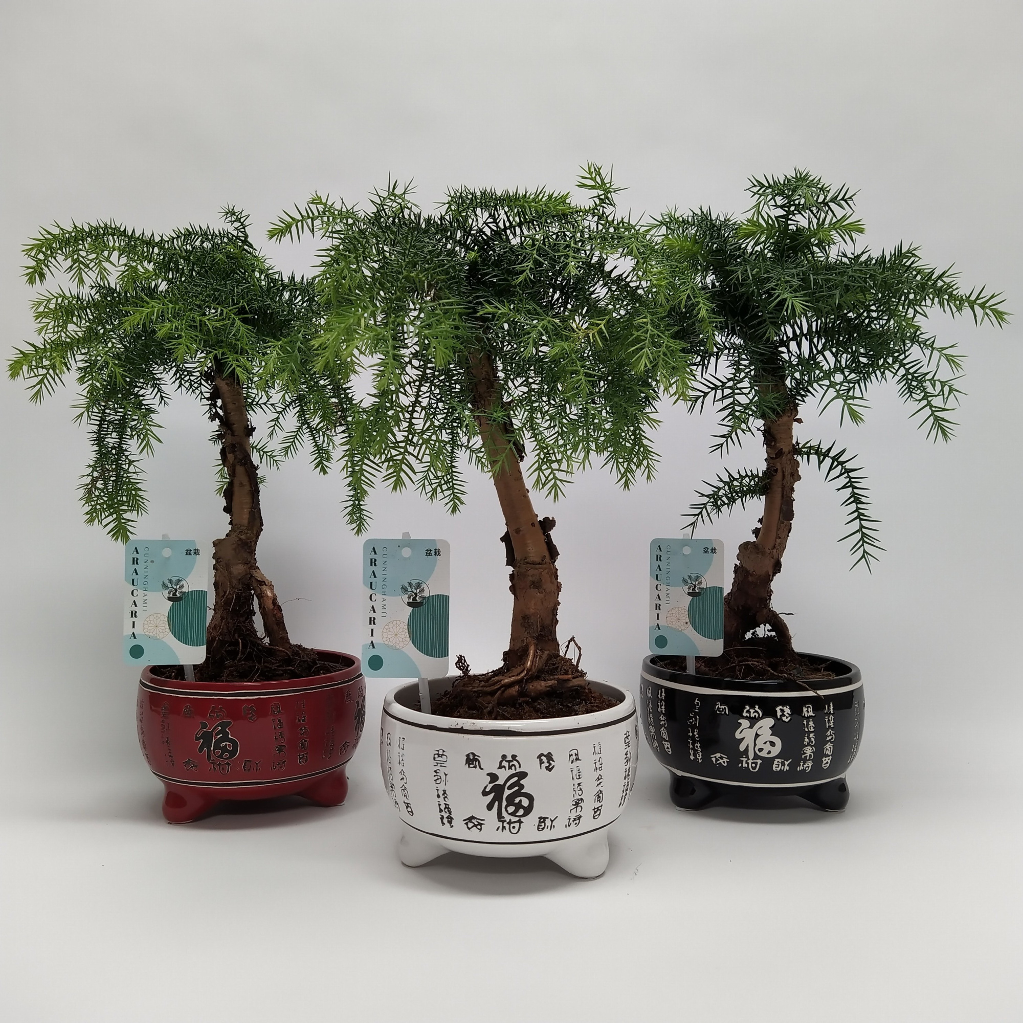 Araucaria Cunninghamii Bonsai 'Lucky' 16 cm, D 16 cm