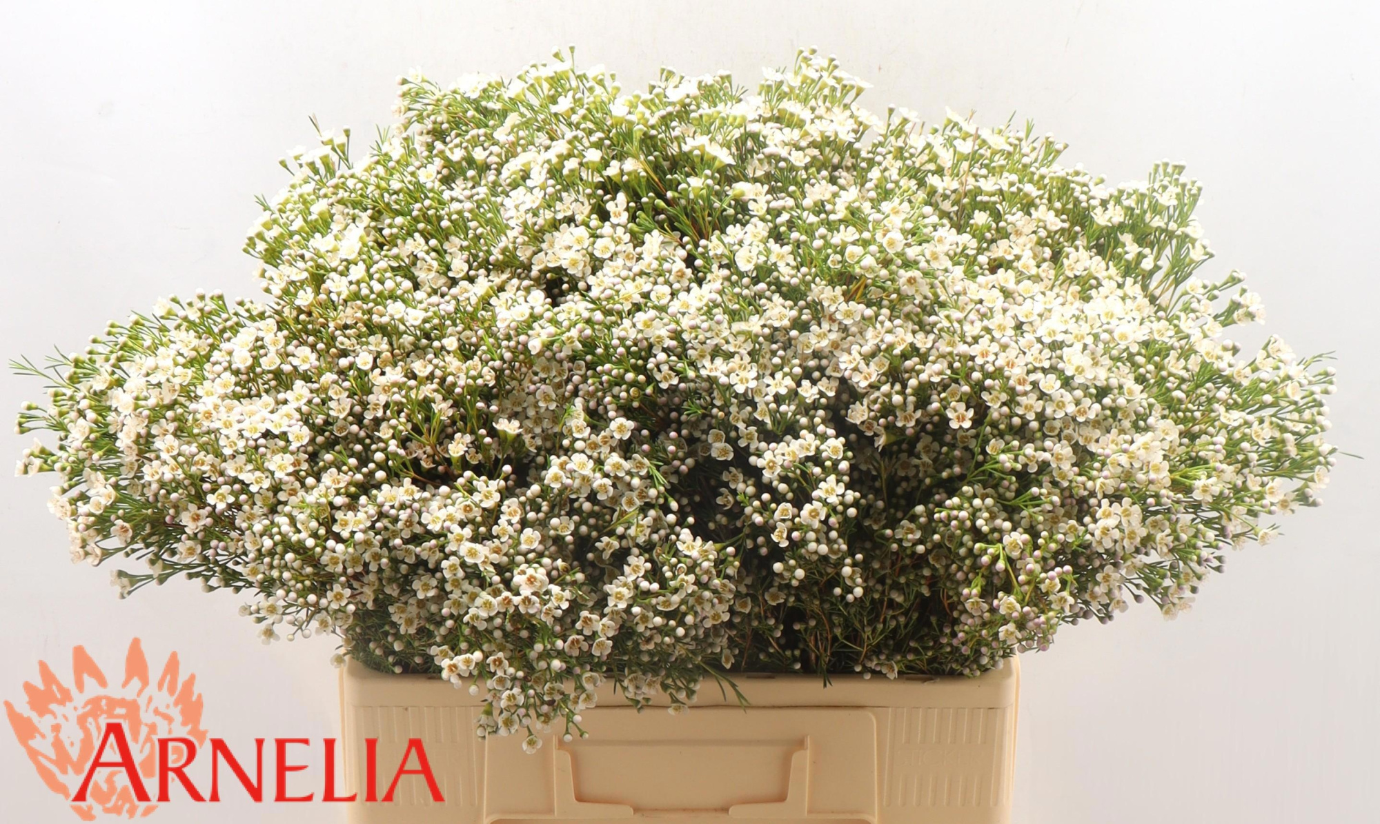 Шамелациум Перл Баттонс 60, шт.