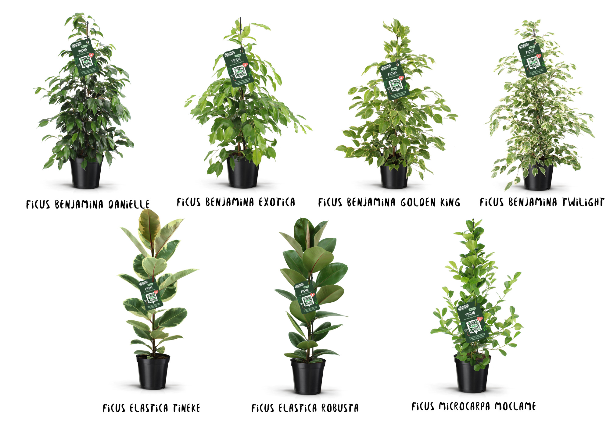 Ficus Groen mix, D 21