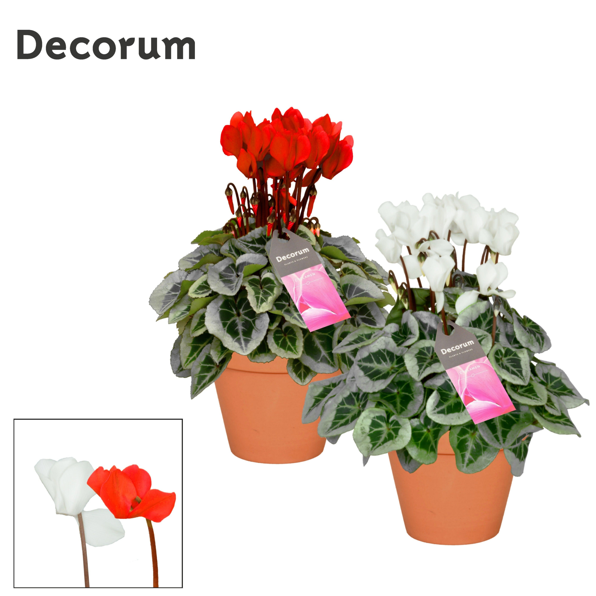 Cyclamen SS Picasso Rood wit Mix in Patio Pot, D 13 cm