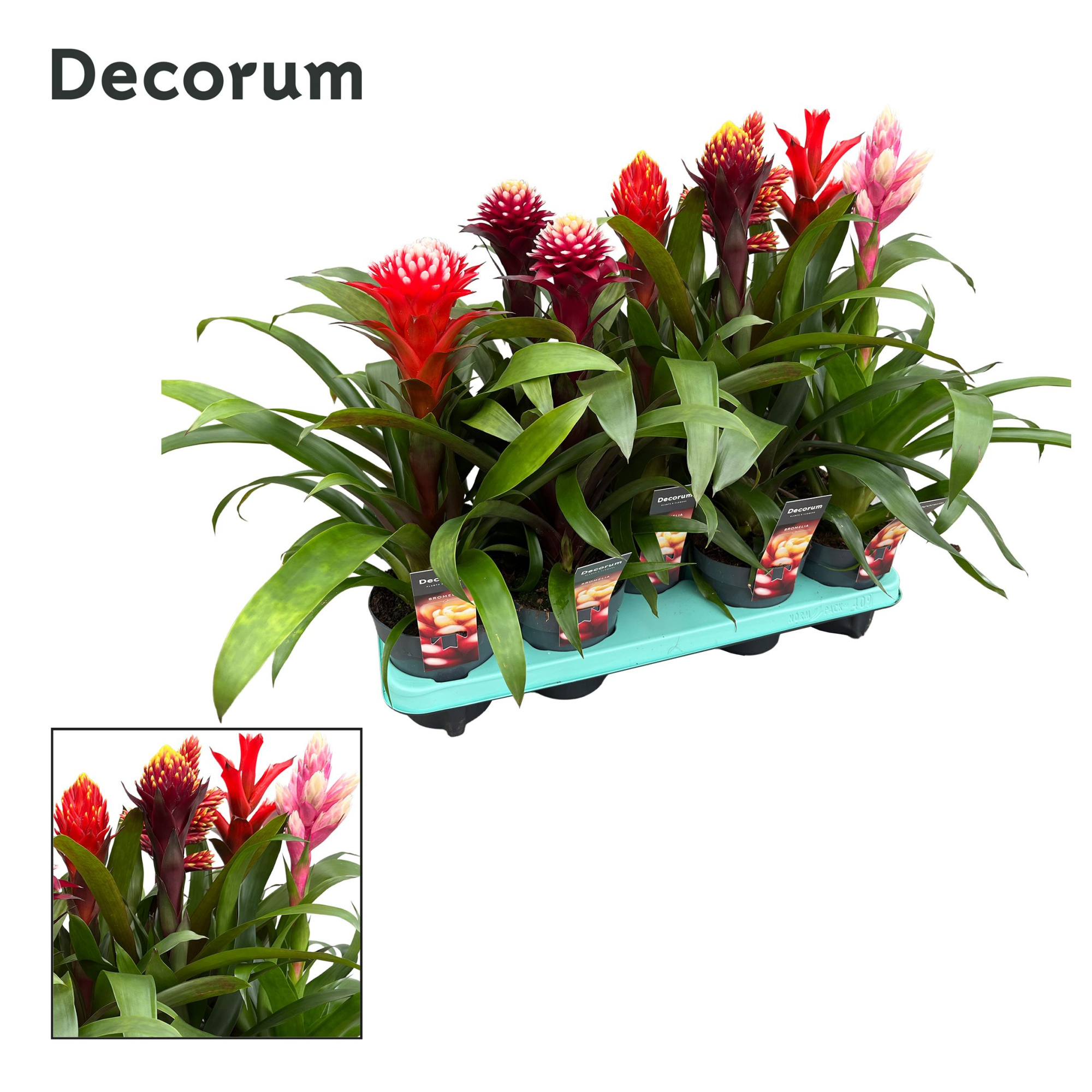 Guzmania Bolmix Exclusive (Decorum), D 13 cm