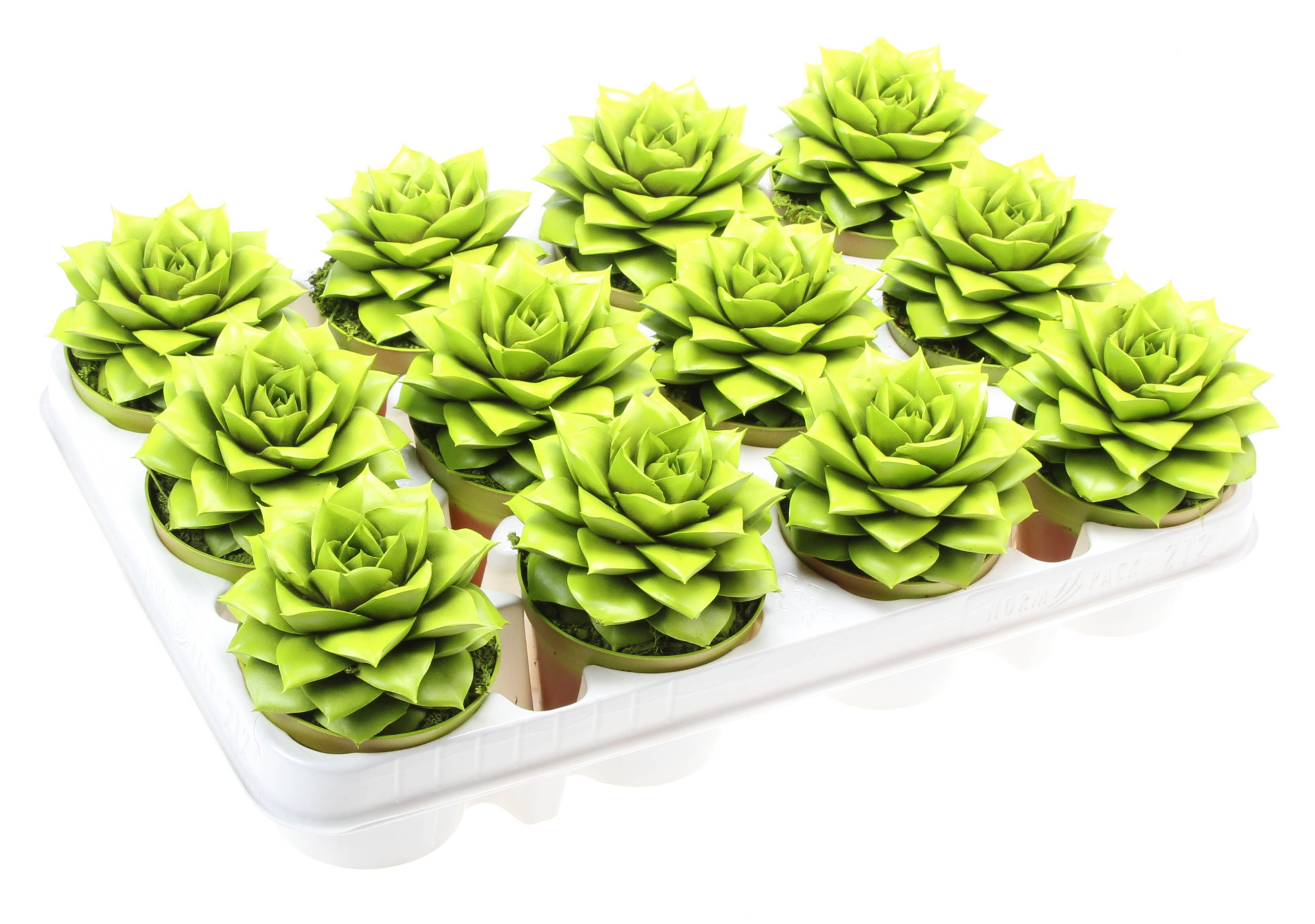 Rainbow purper yellow-green, D 8,5 cm