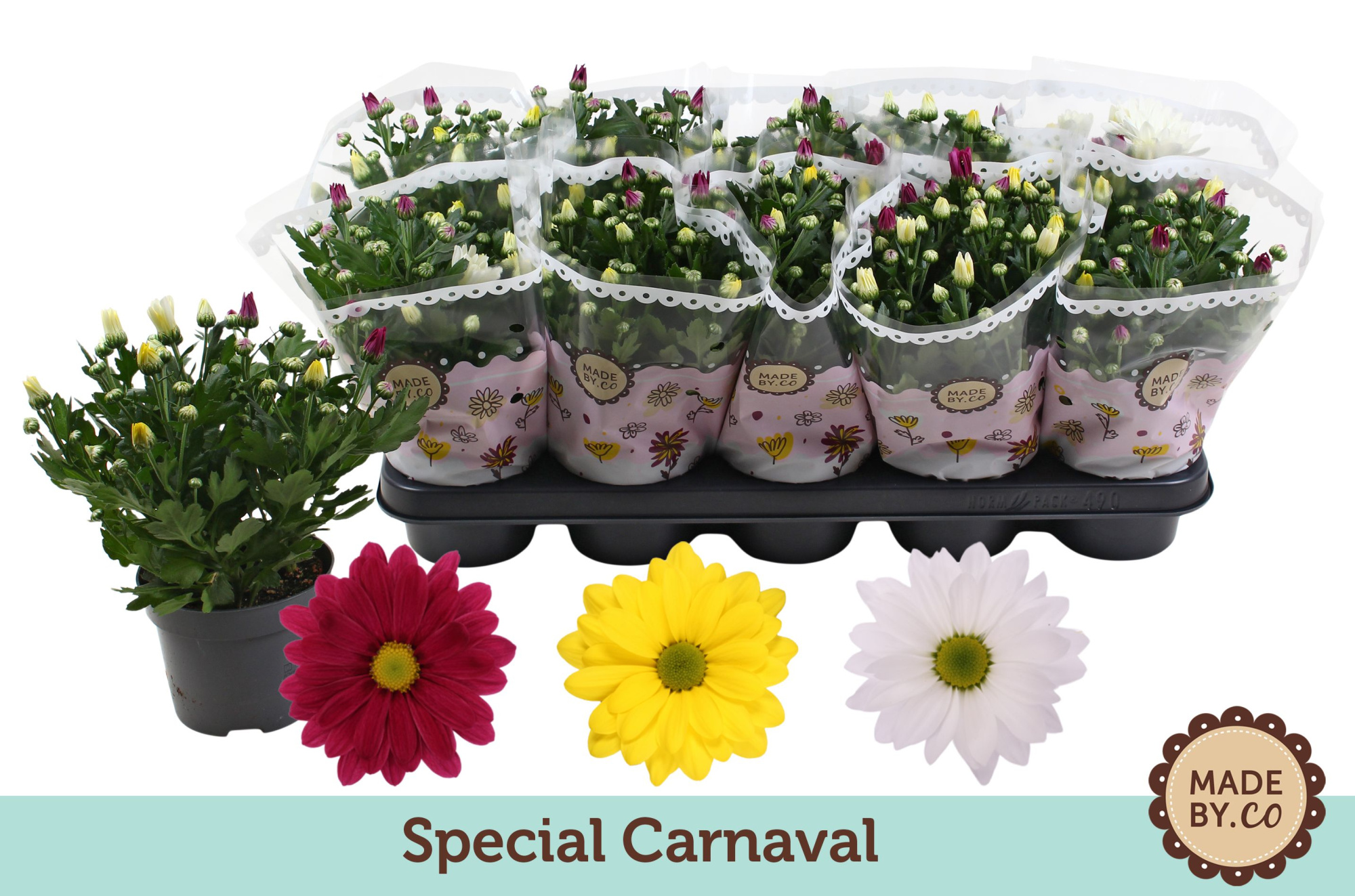 Chrysant Carnaval, D 12