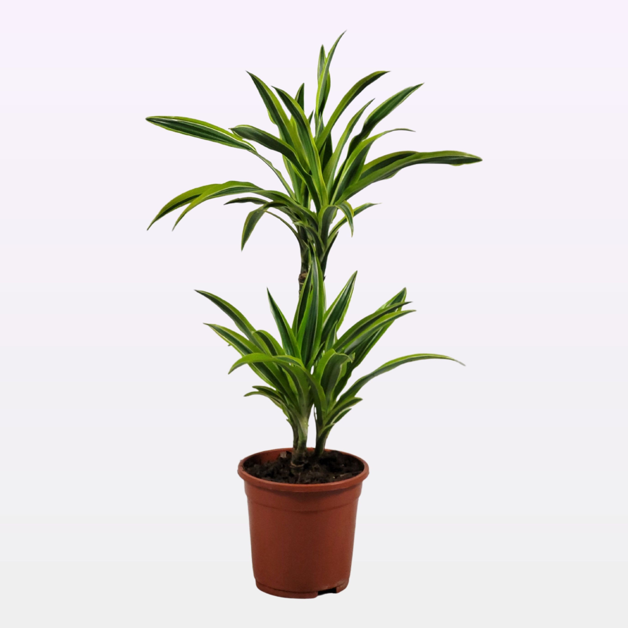 Dracaena Lemon lime 30-10 70cm, D 17 cm