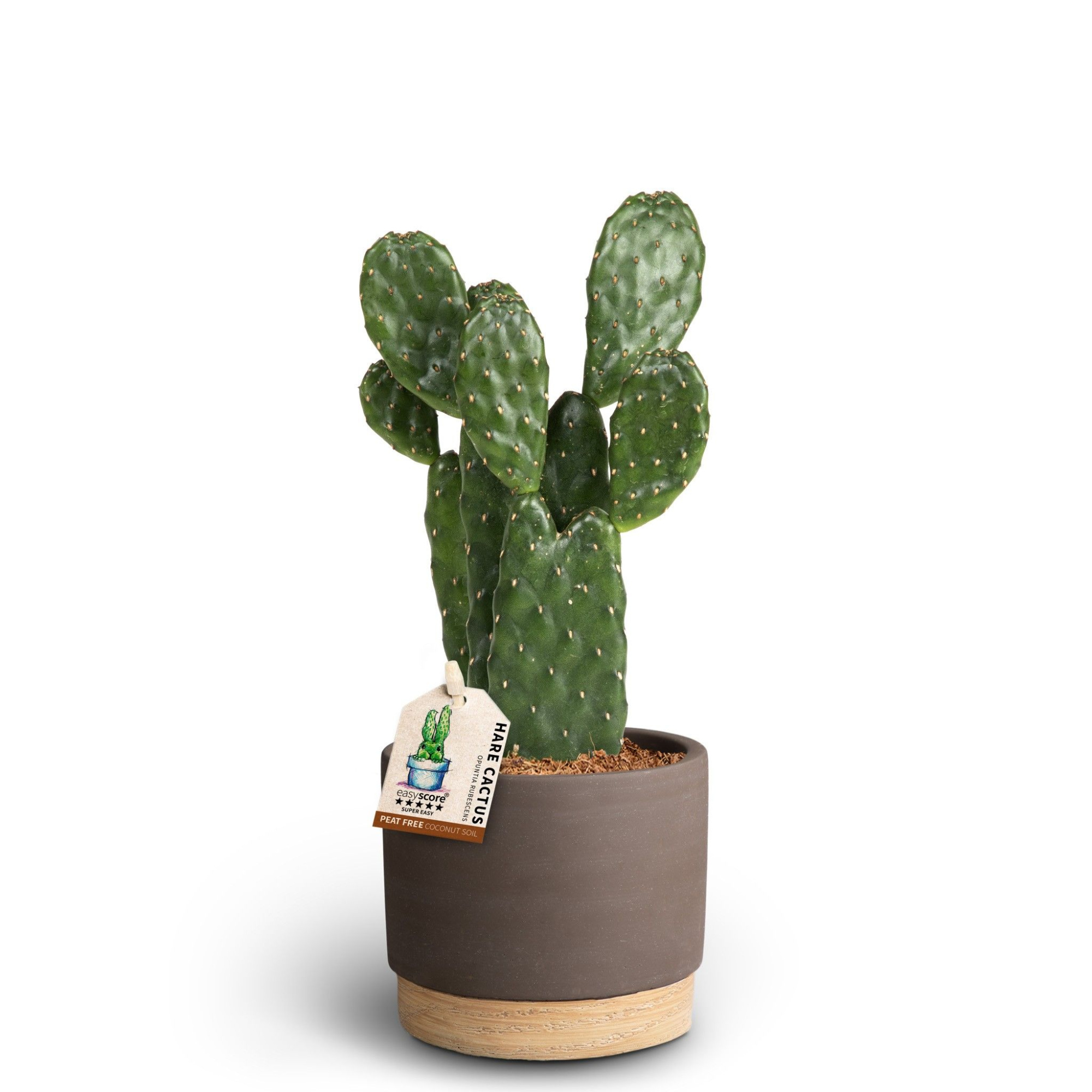 Woodbase Mocca, Opuntia rubescens, D 10 cm