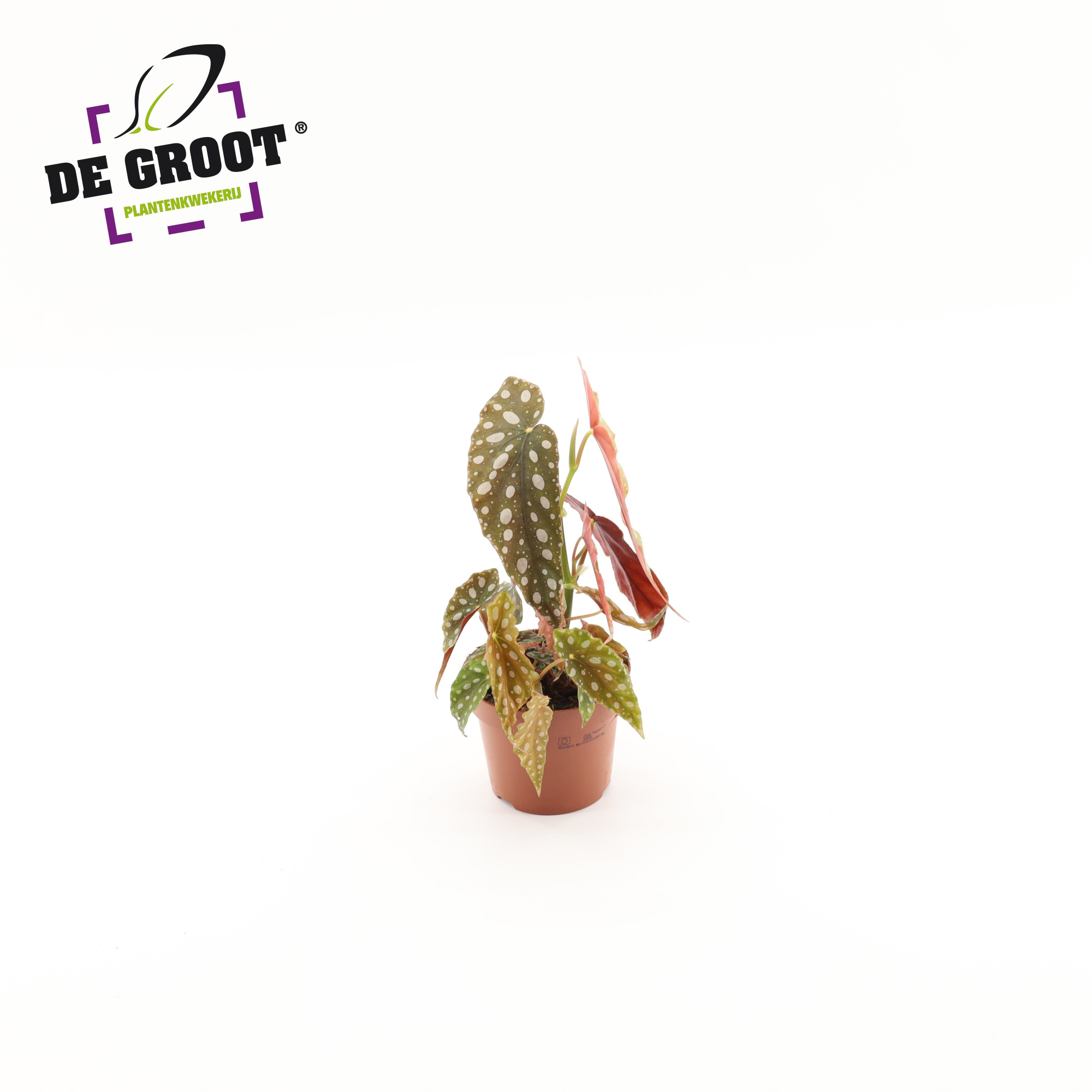 Begonia Maculata Silver Spot, D 12