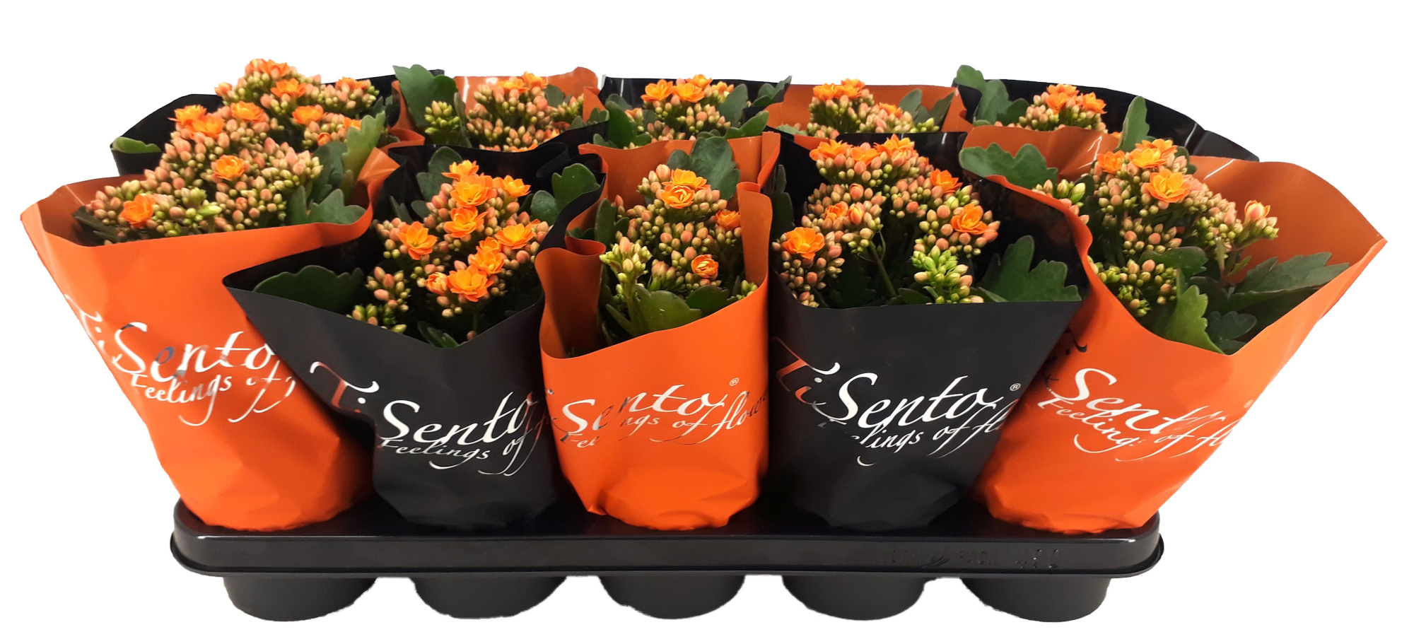 Calandiva 12 cm Oranje in Oranje/Zwart, D 12