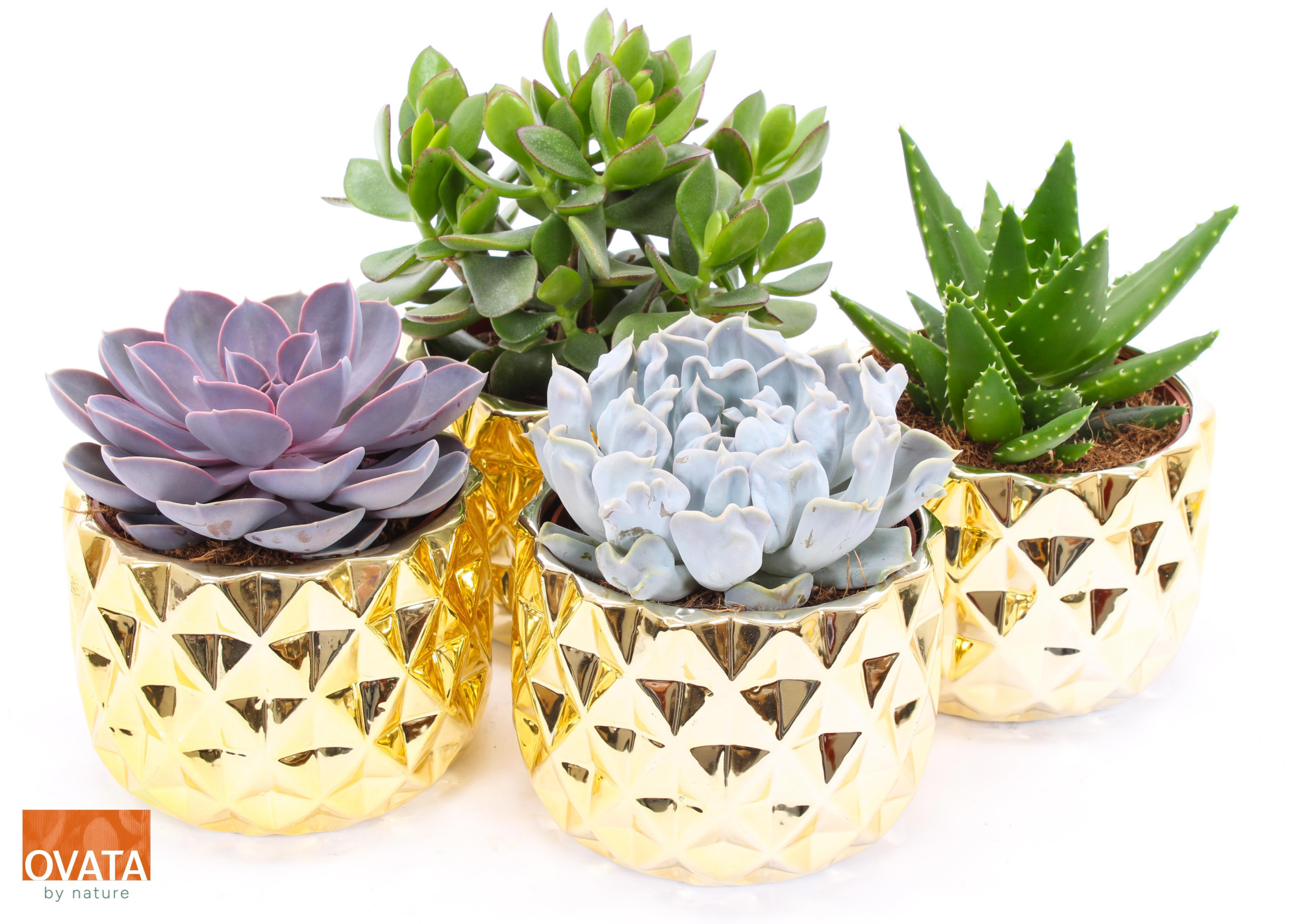 Succulent mix in Las Vegas 14 PD - NON CITES, D 14