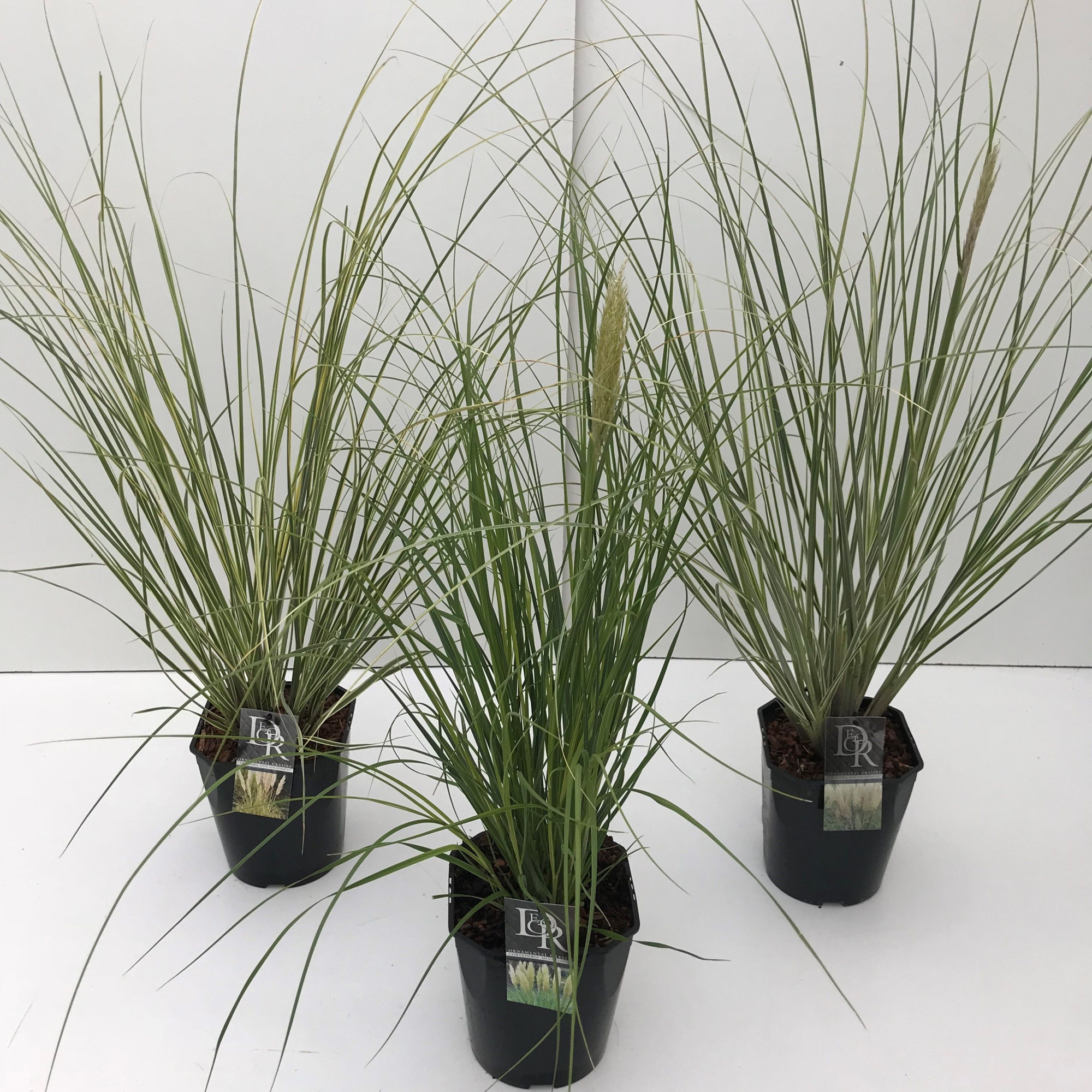 Cortaderia sell. mix, D 23 cm