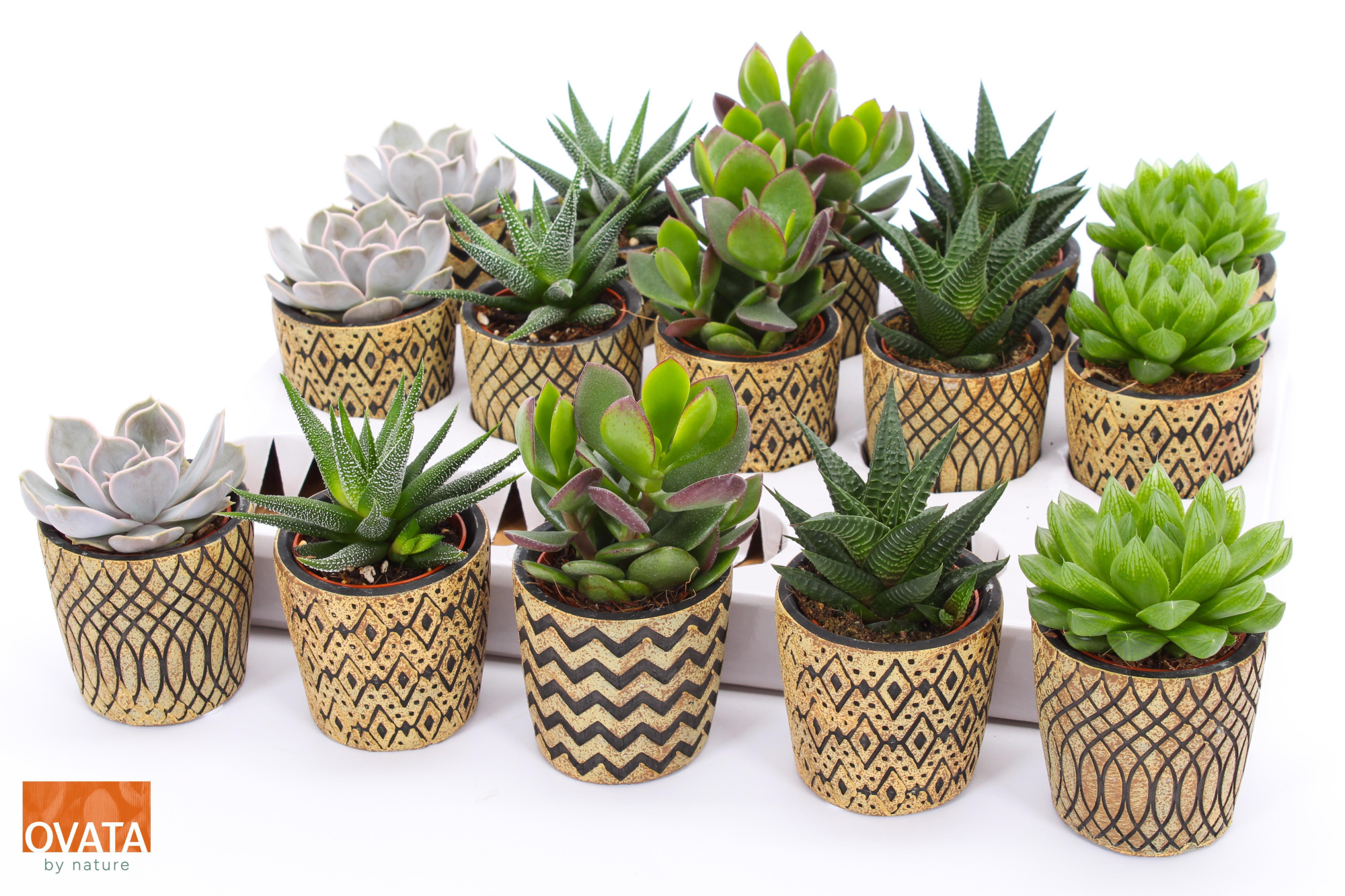 Succulent mix in Havana 7 PD - NON CITES, D 7