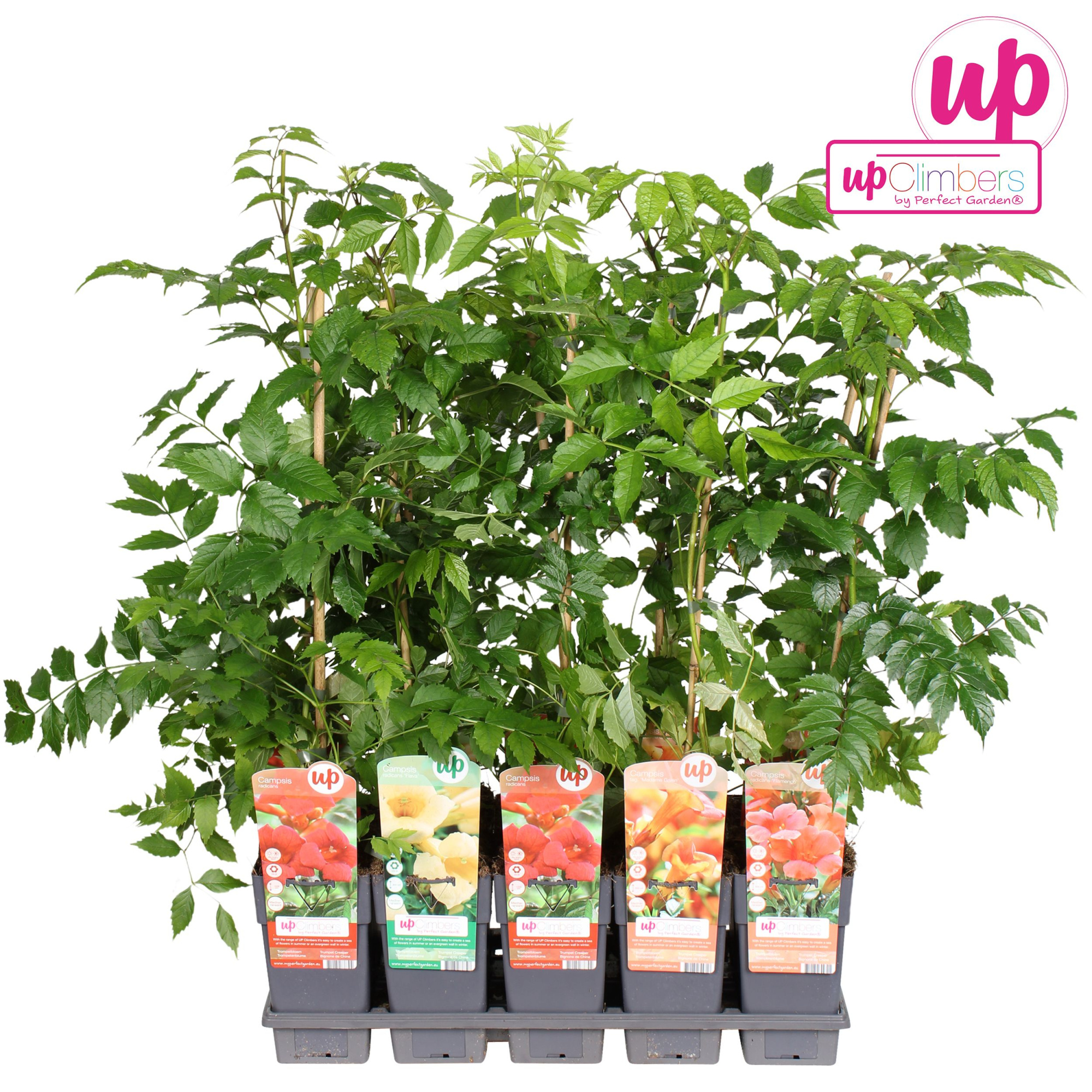 Campsis mix tray geent P15, D 15 cm