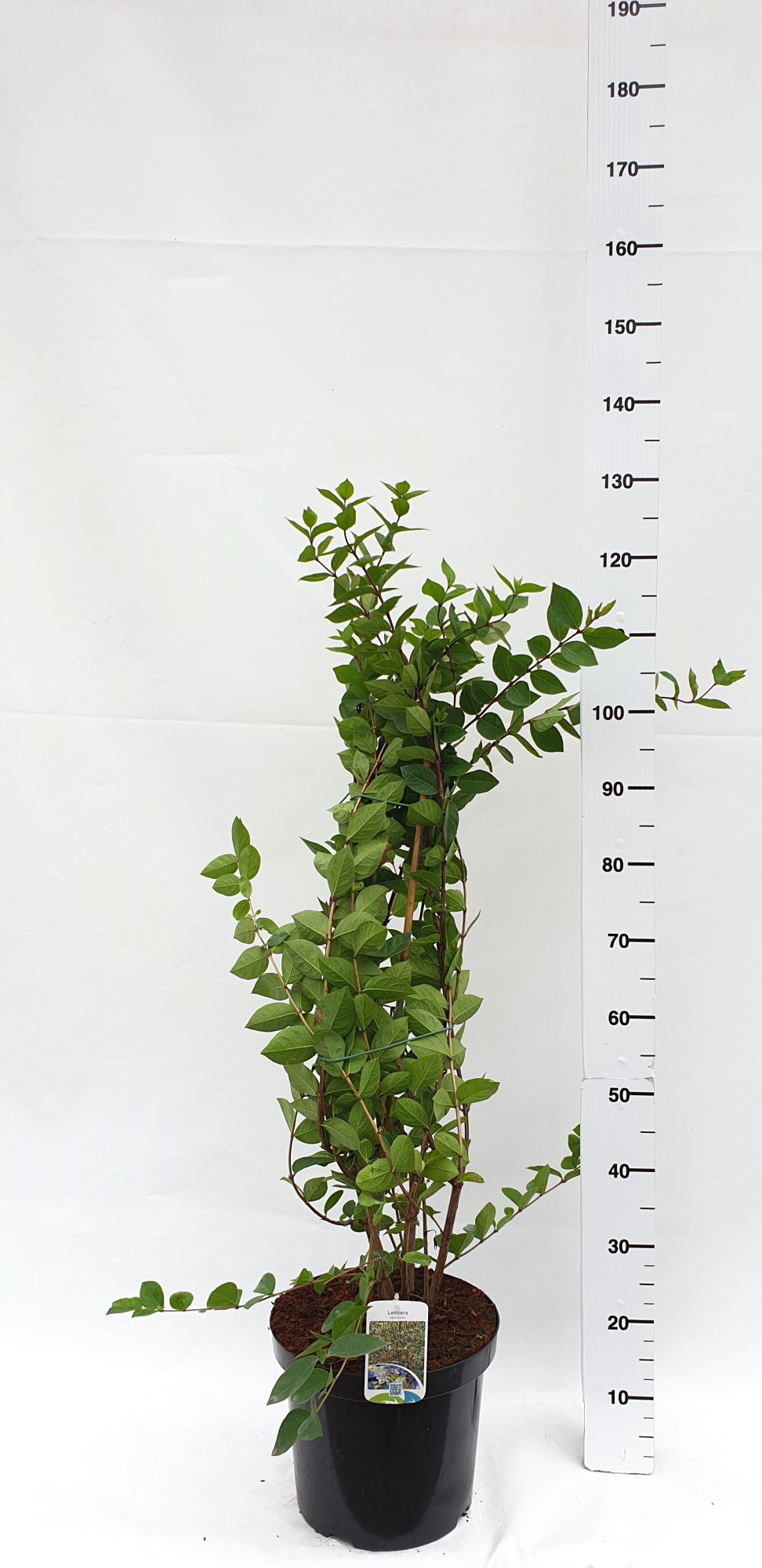 Lonicera x purpusii 'Winter Beauty', D 30 cm