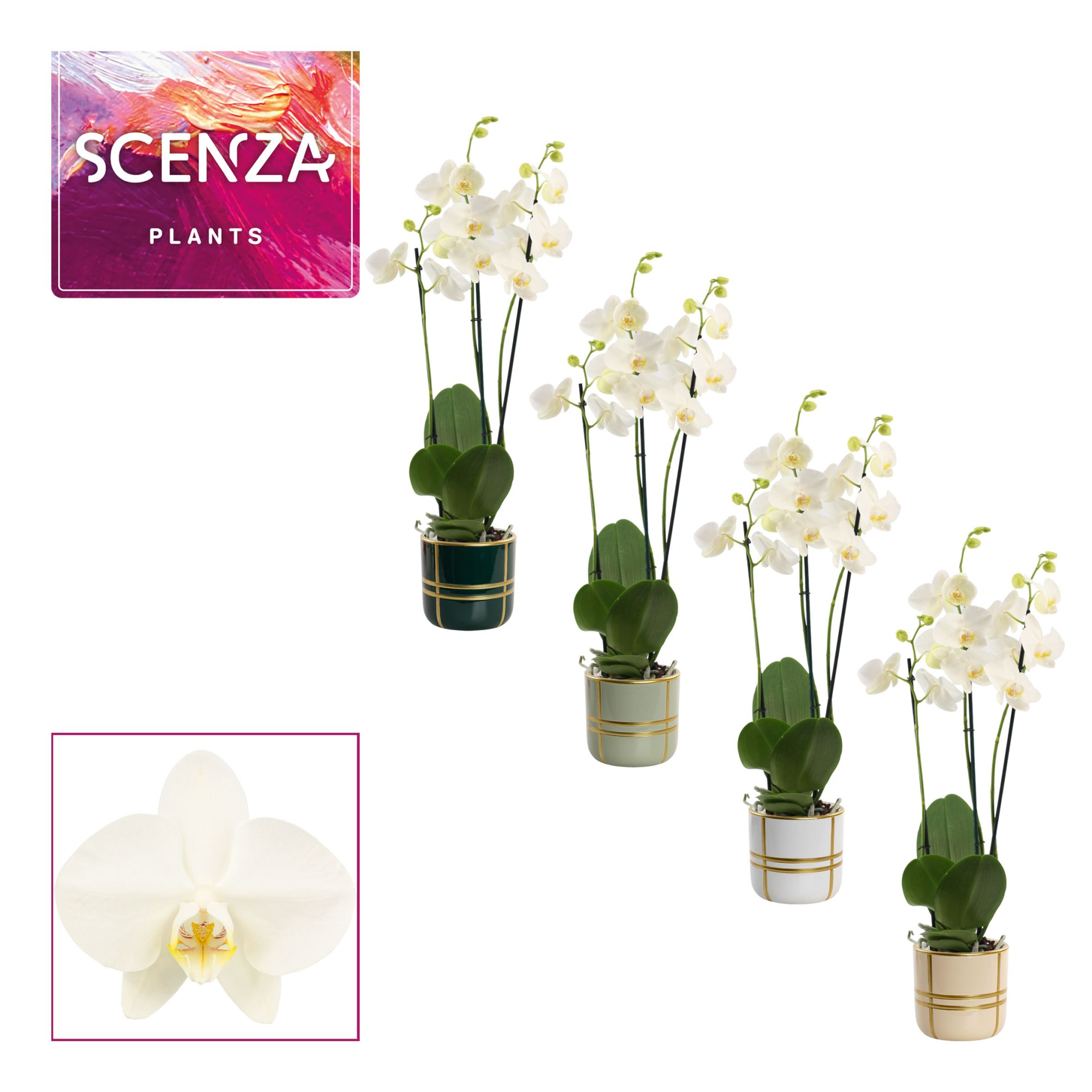 Phalaenopsis 3 tak 18+ wit in Lauri (Top blend-collection), D 12 cm