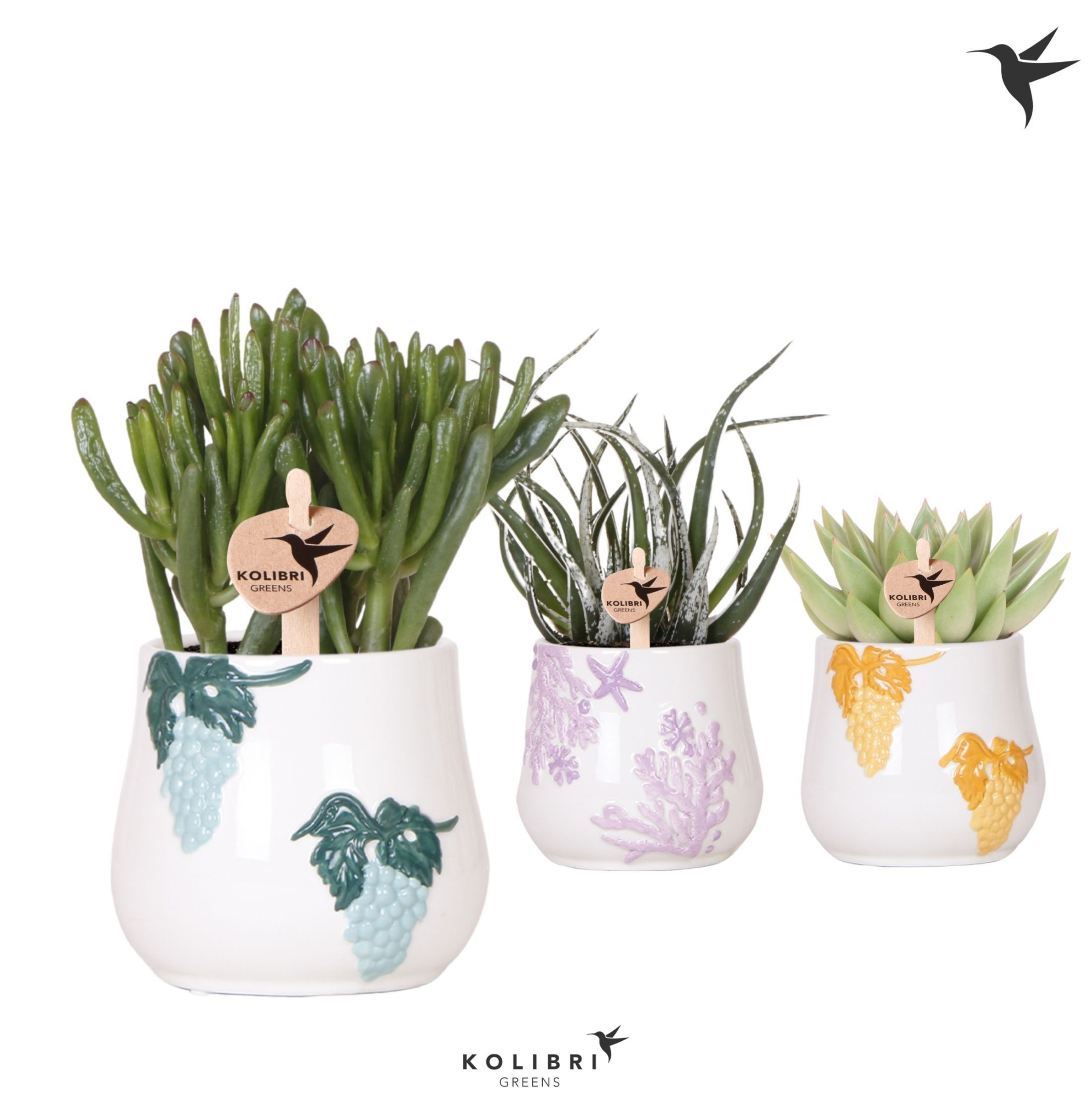 Kolibri Greens Succulenten mix in Coral pot mix, D 9 cm