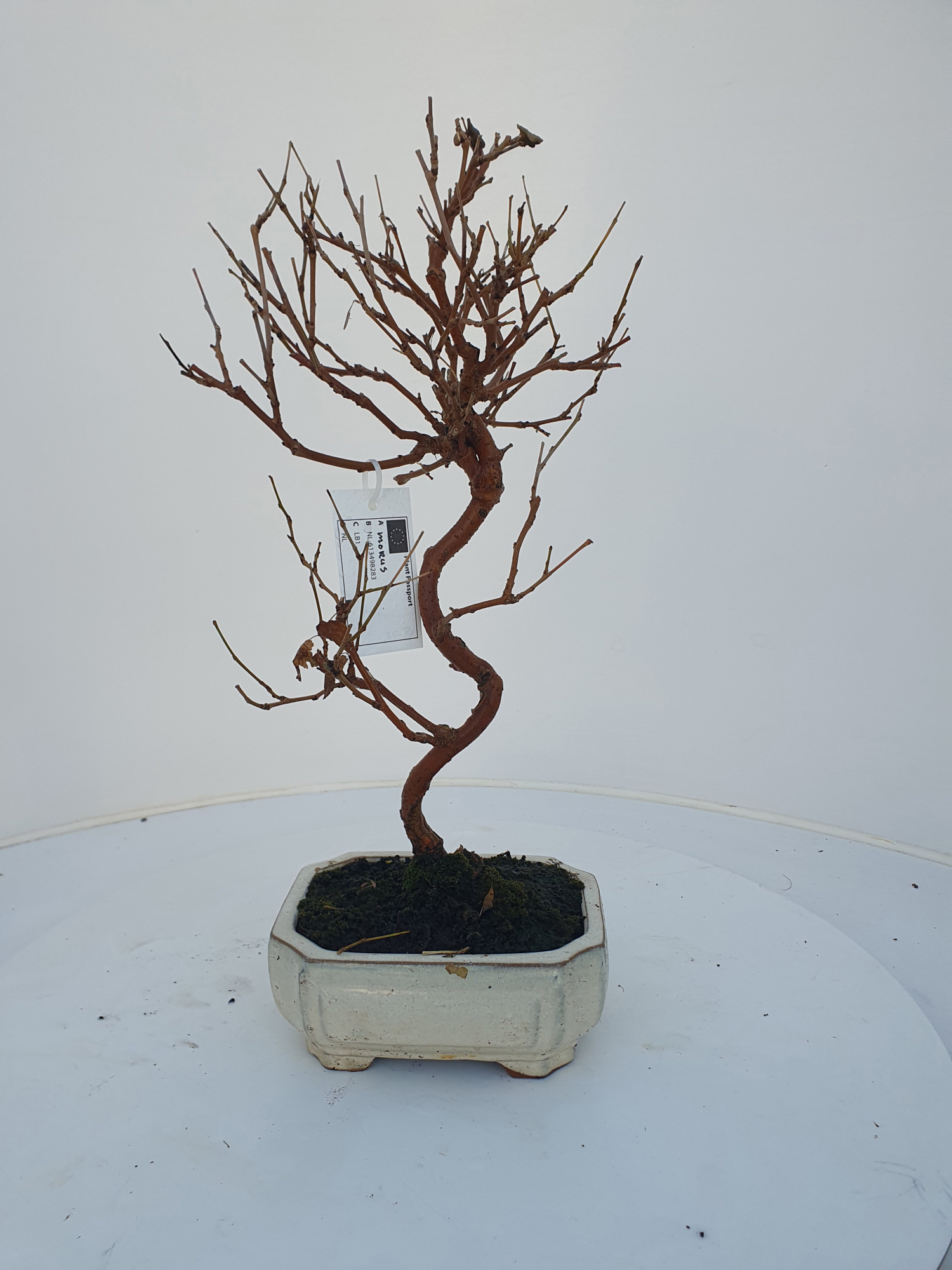 Morus nigra, pot 15cm., D 15