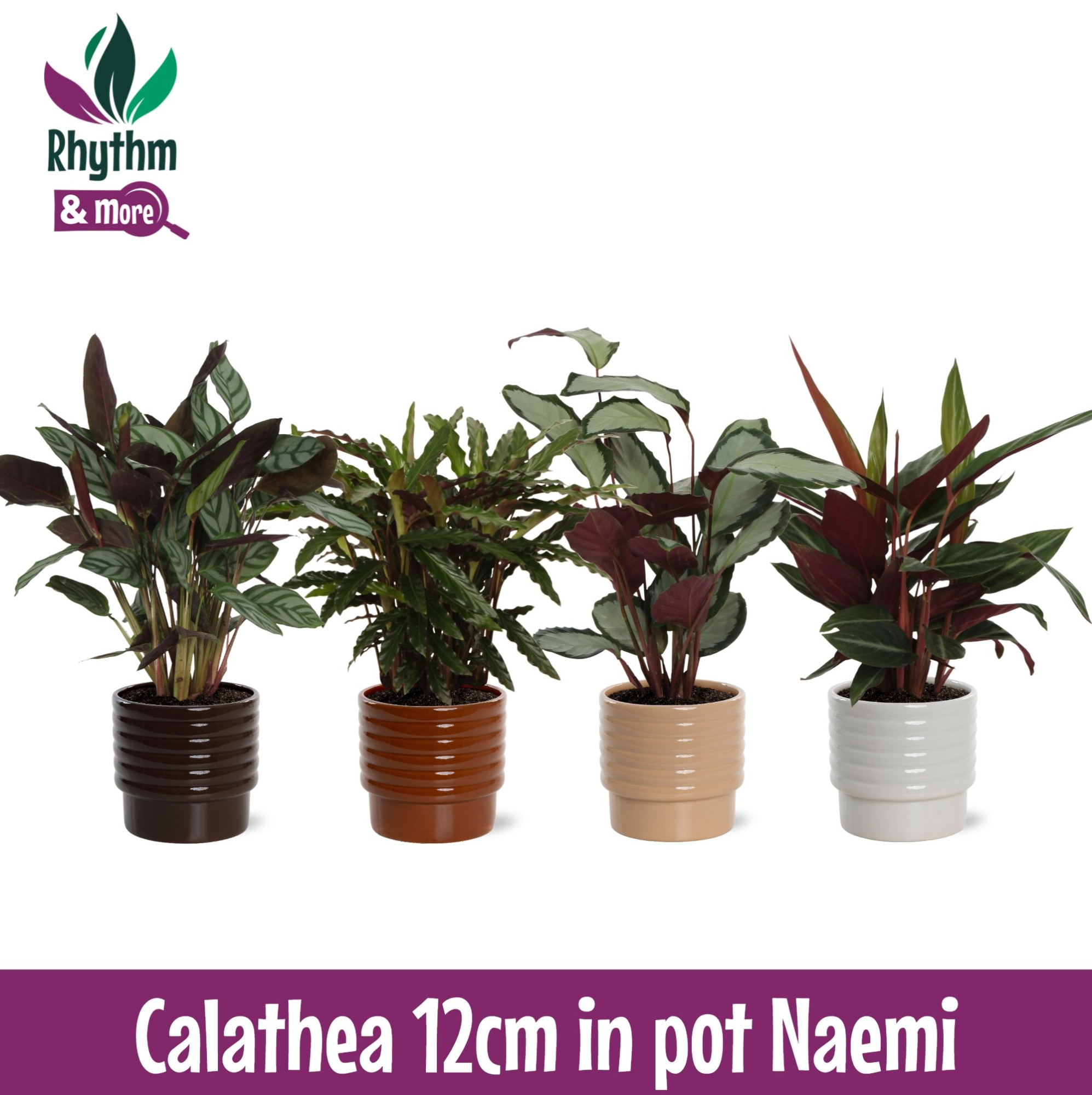 Calathea mix in Naemi Dark keramiek Rhythm & More, D 12 cm